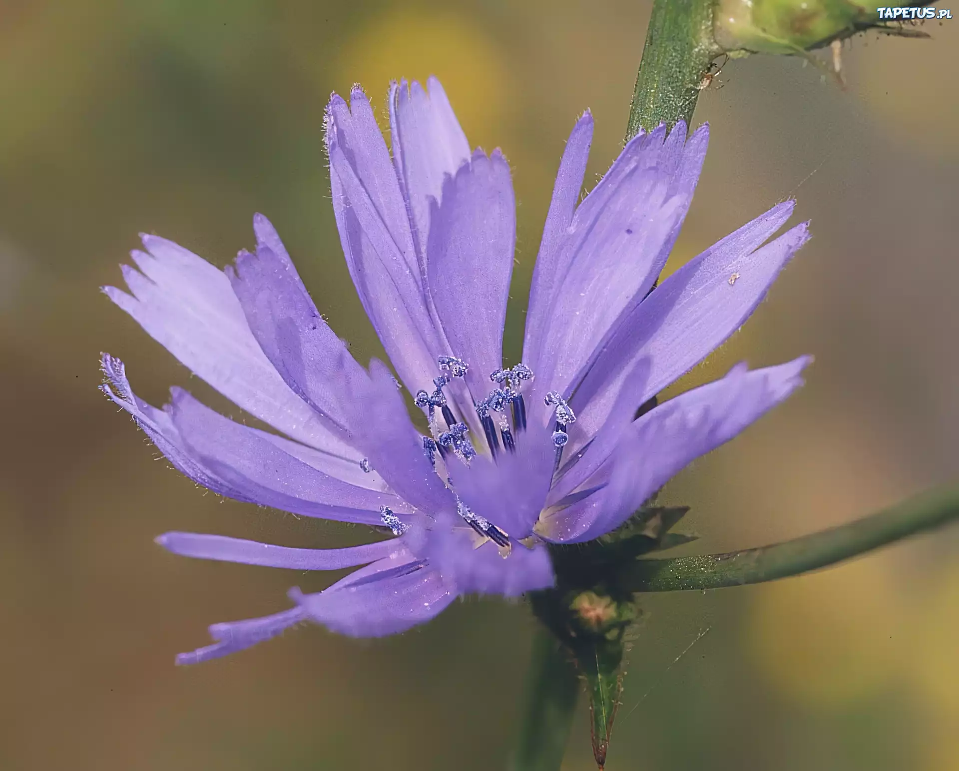 Fioletowa, Cykoria podróżnik