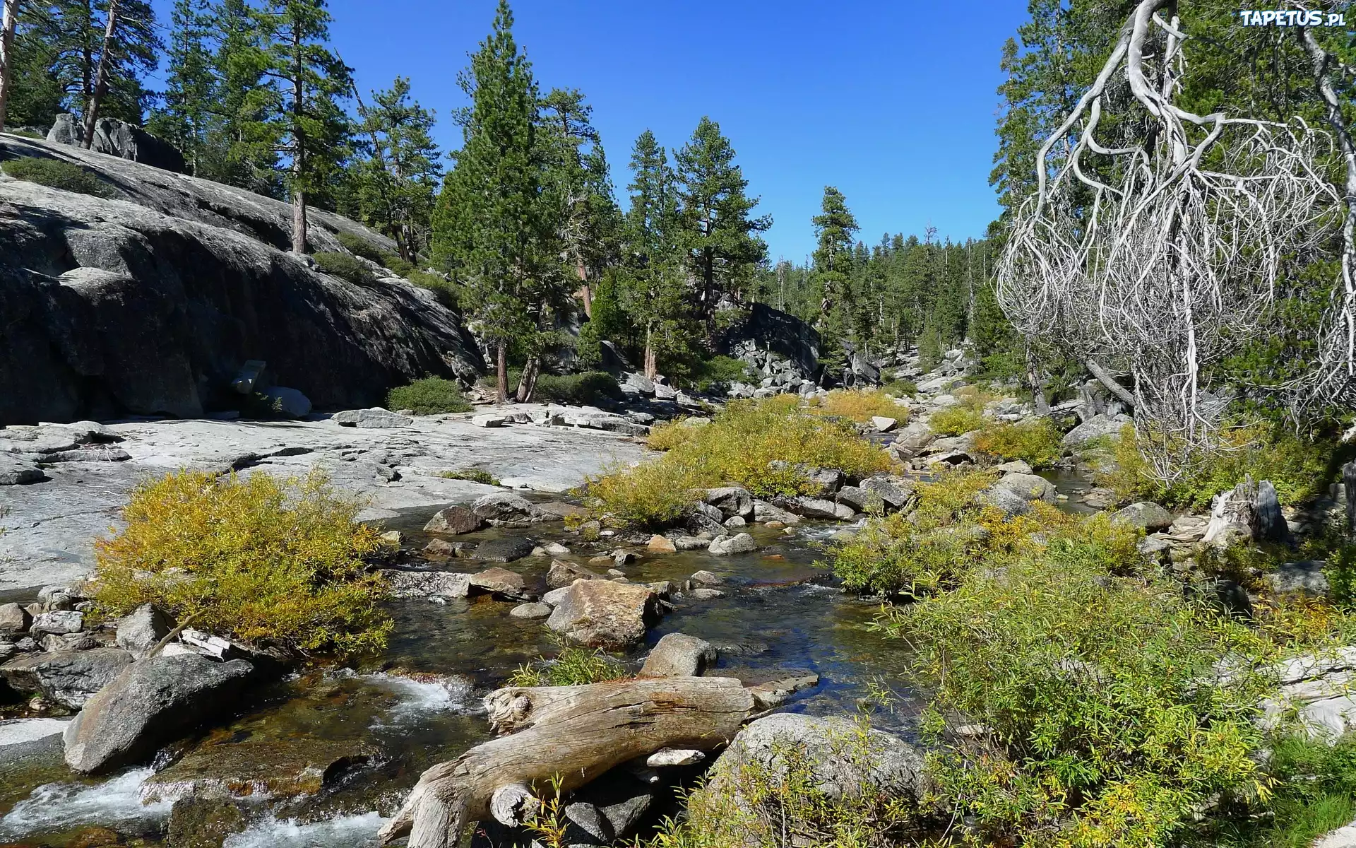 Kamienista, Rzeka, Las, Yosemite, Kalifornia