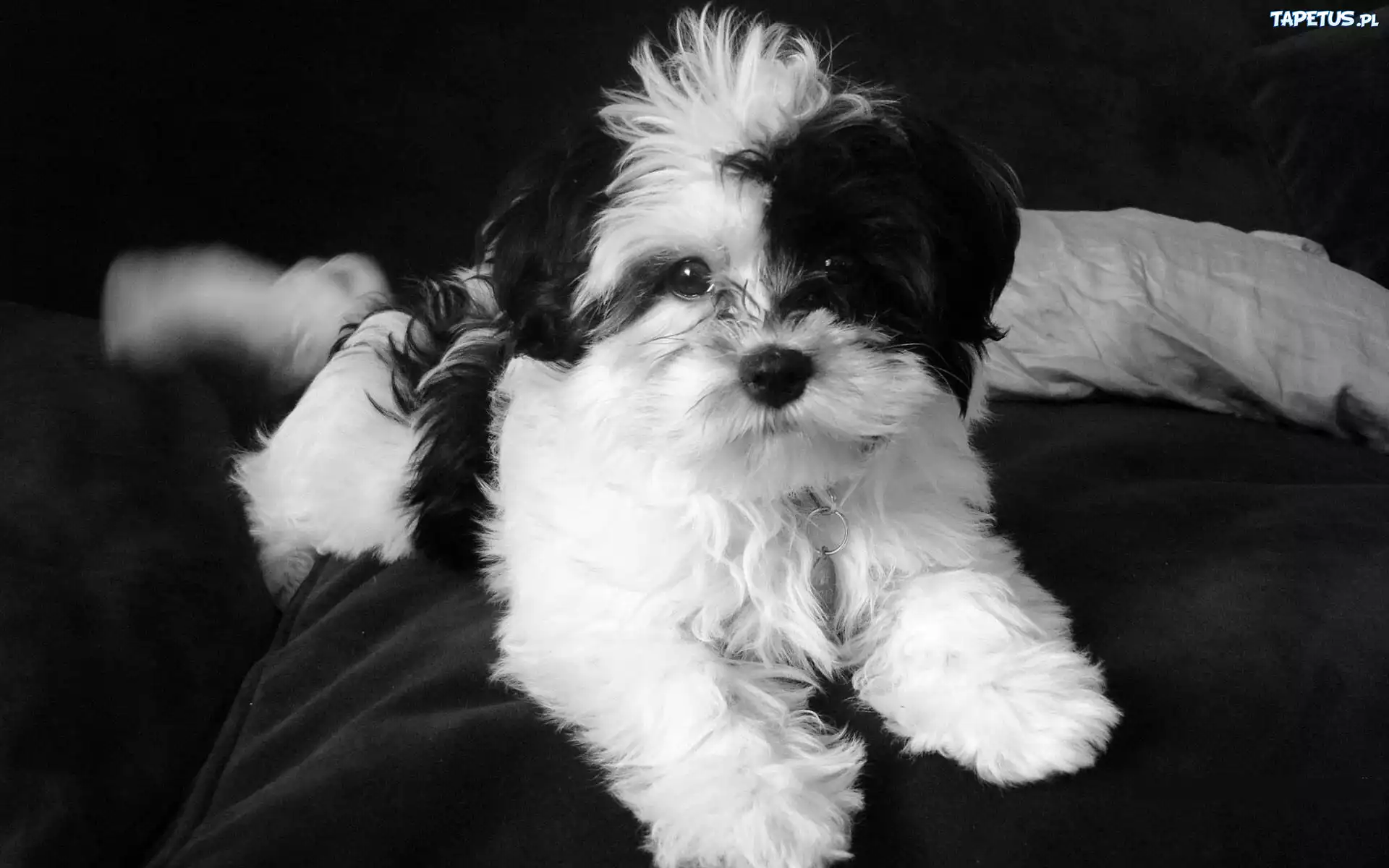 Biało, Czarny, Bichon