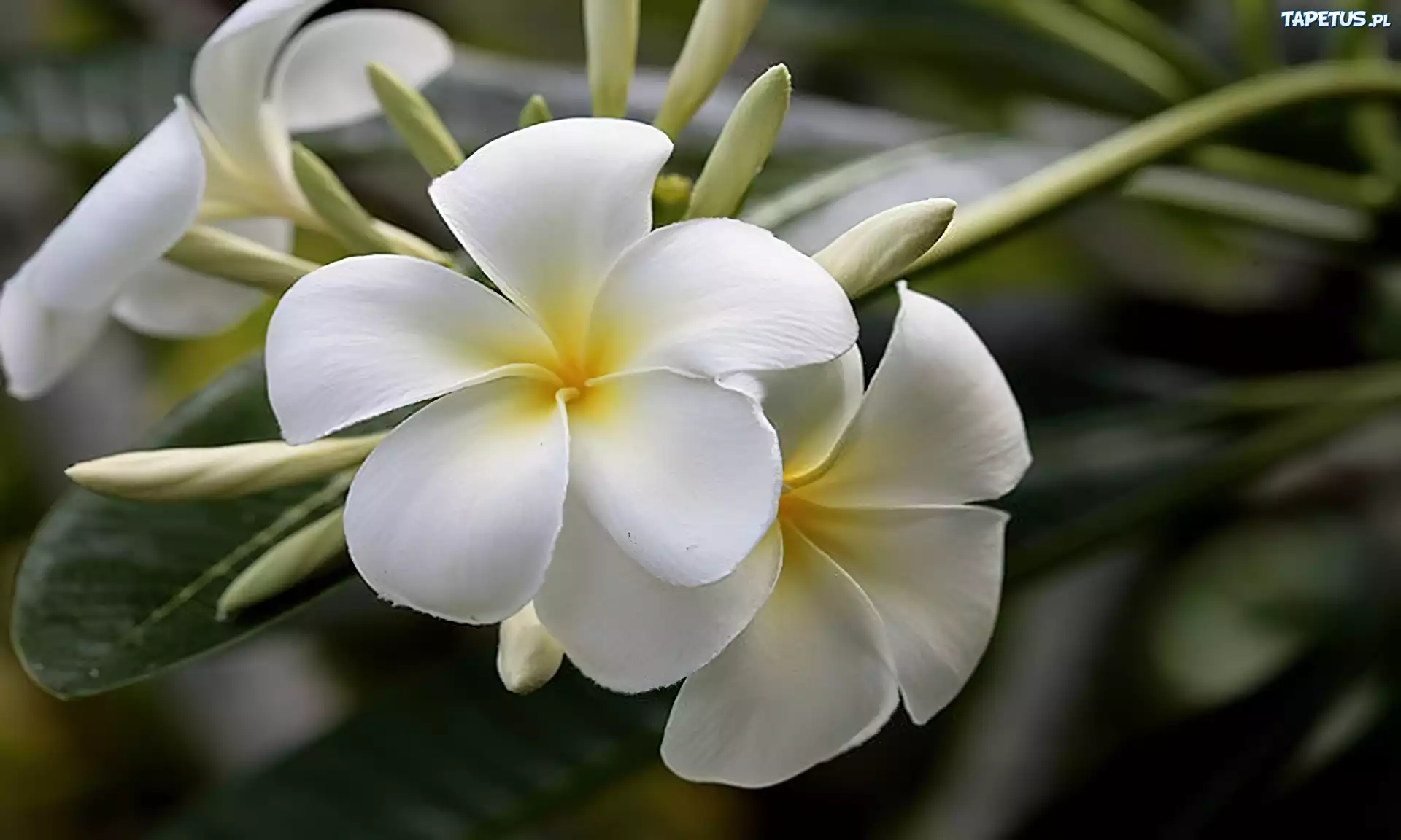 Kwiat, Biały, Plumeria, Liście