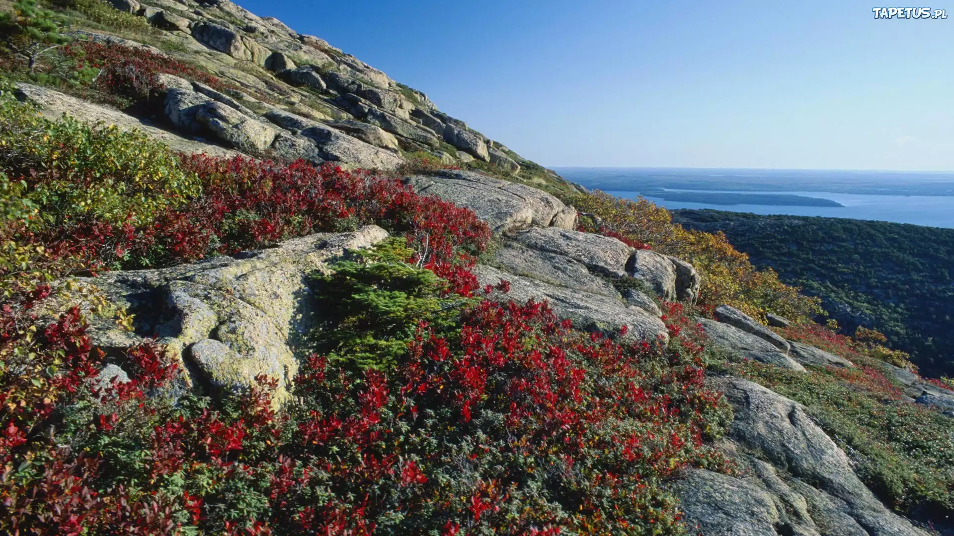 Morze, Skały, Borówka, Amerykańska, Acadia, Maine