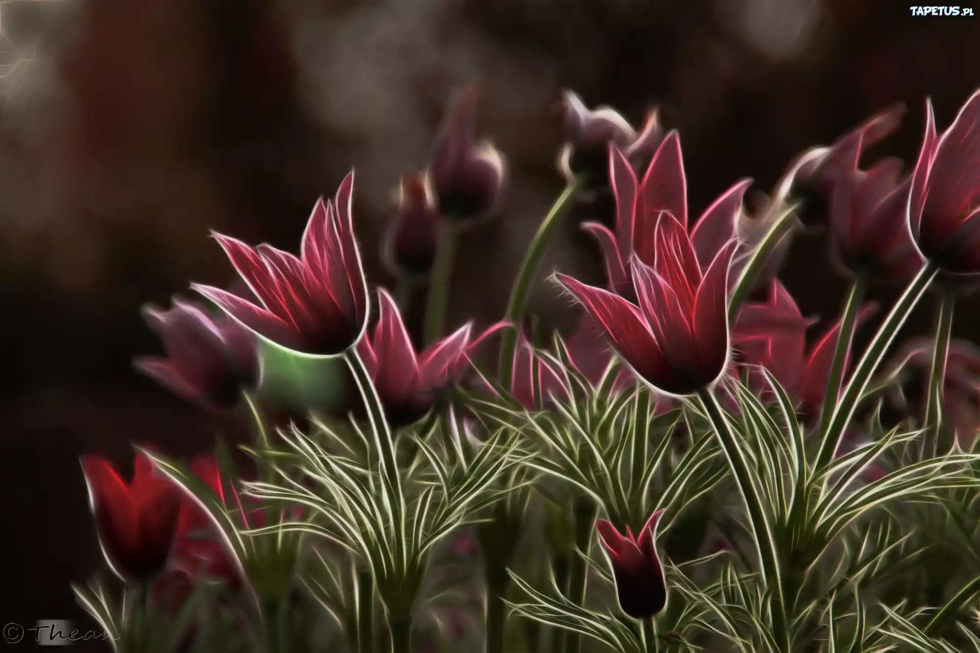 Sasanki, Fractalius