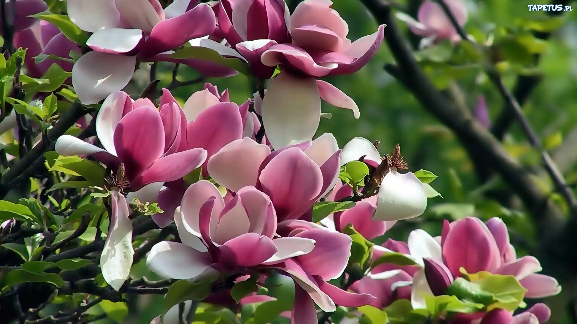 Różowa, Magnolia