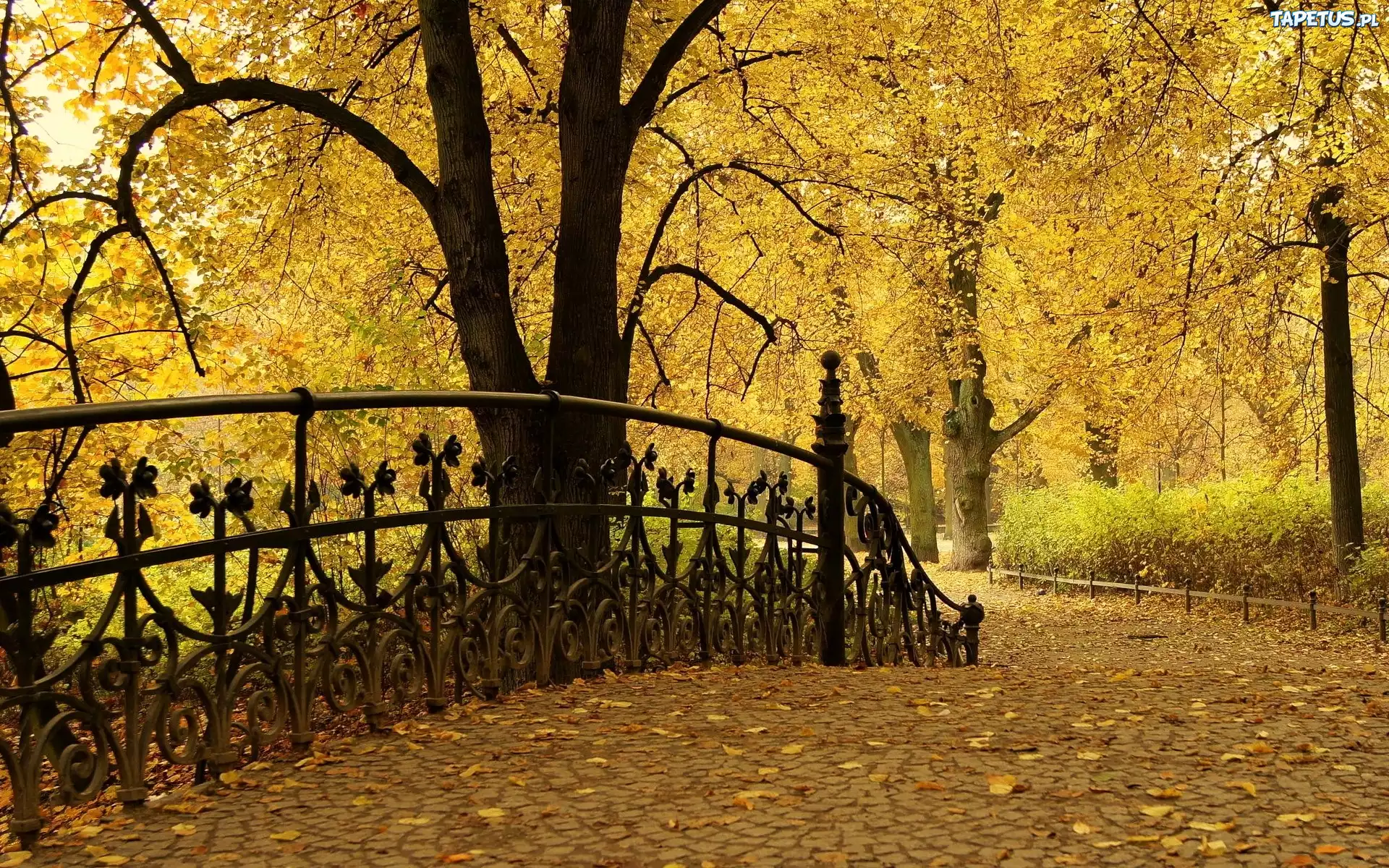 Park, Jesienią, Mostek, Aleja