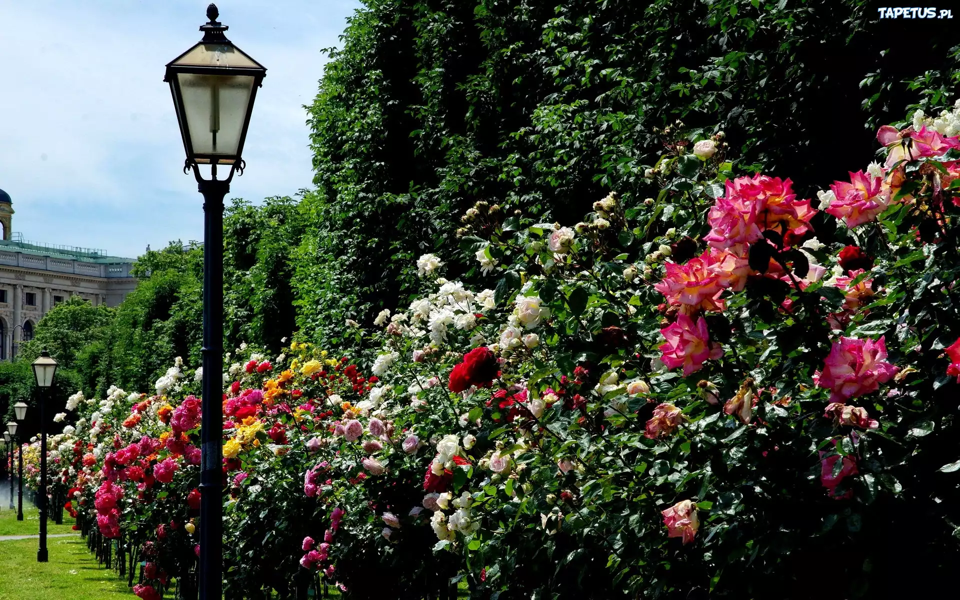 Park, Aleja, Róż, Latarnia