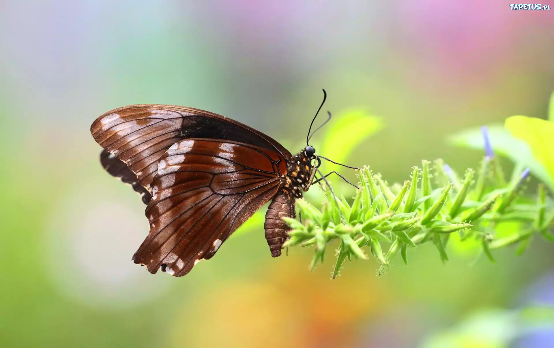 Brązowy, Motyl, Roślina