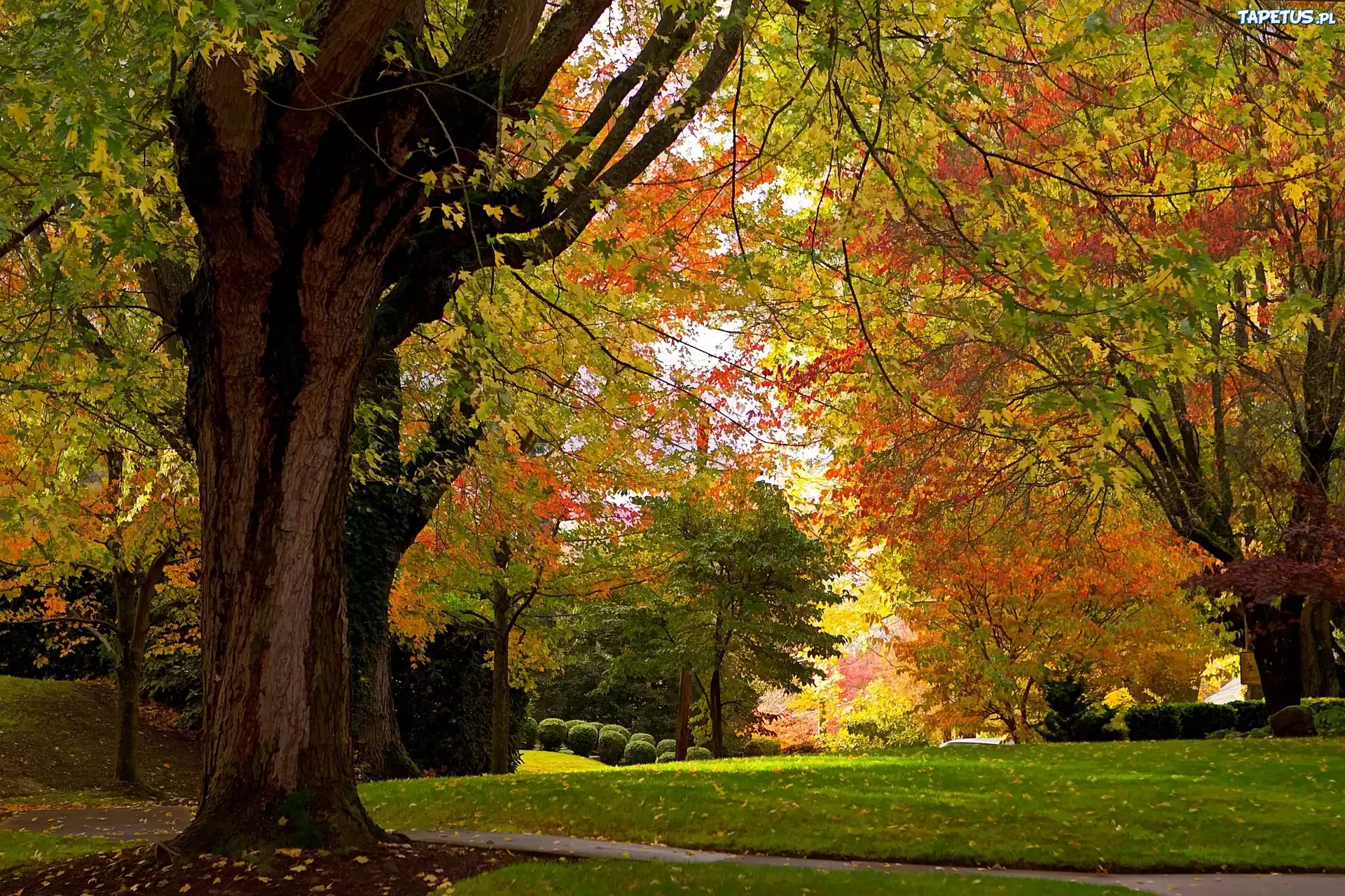 Park, Alejka, Jesień