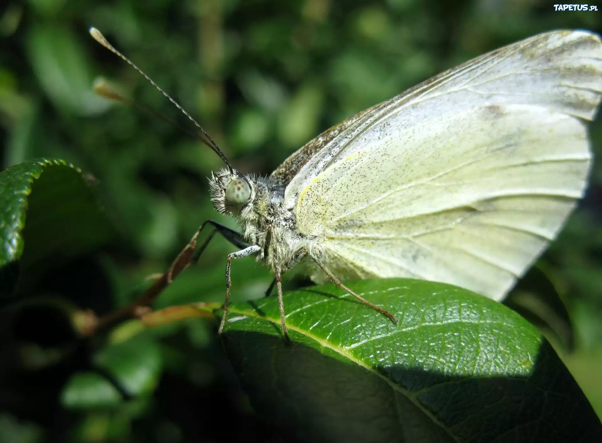 Motyl, Liść