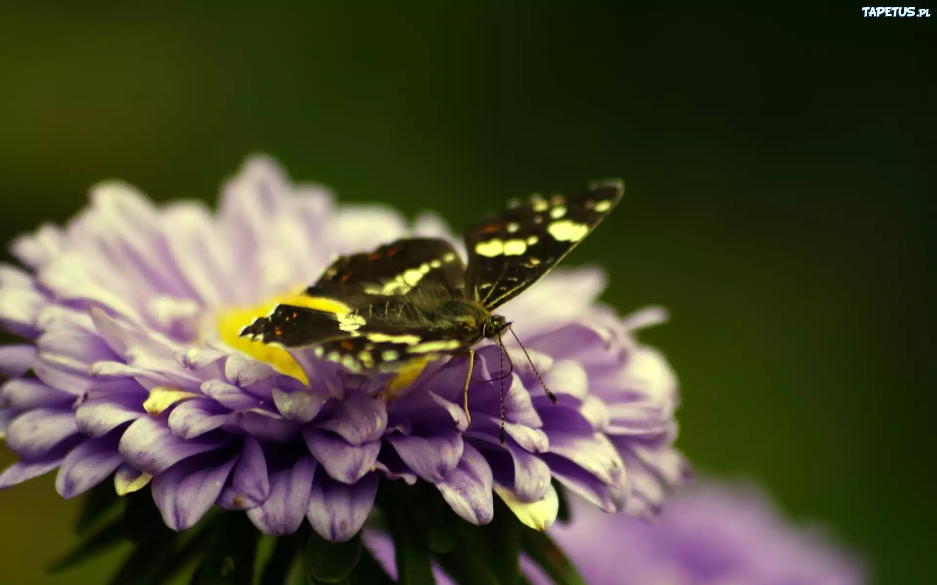 Fioletowy, Kwiat, Motyl