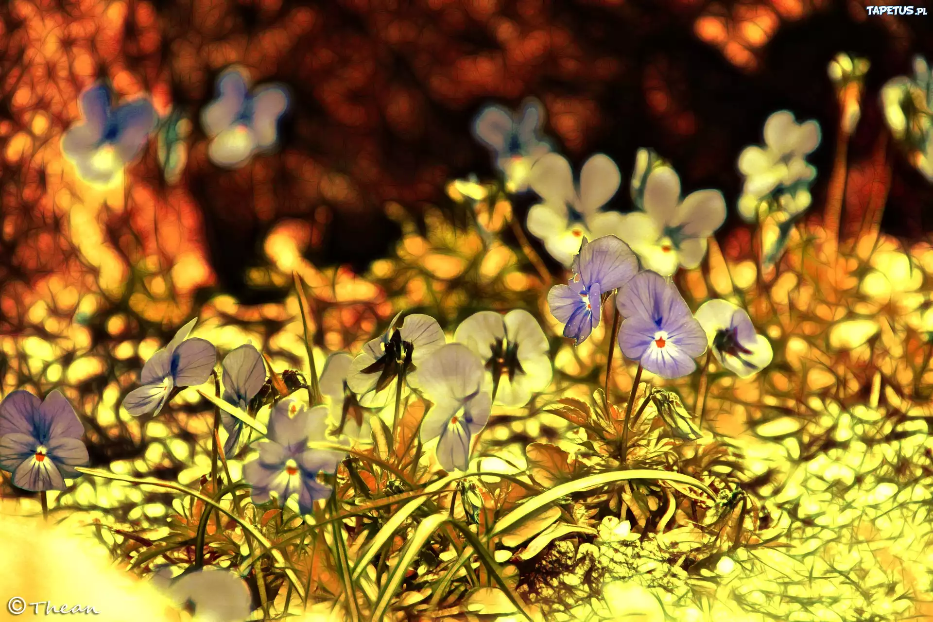 Kwiaty, Bratki, Fractalius