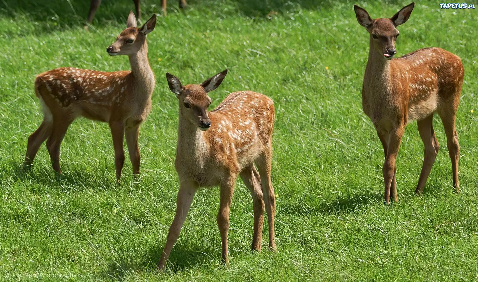 Trzy, Sarenki, Łąka