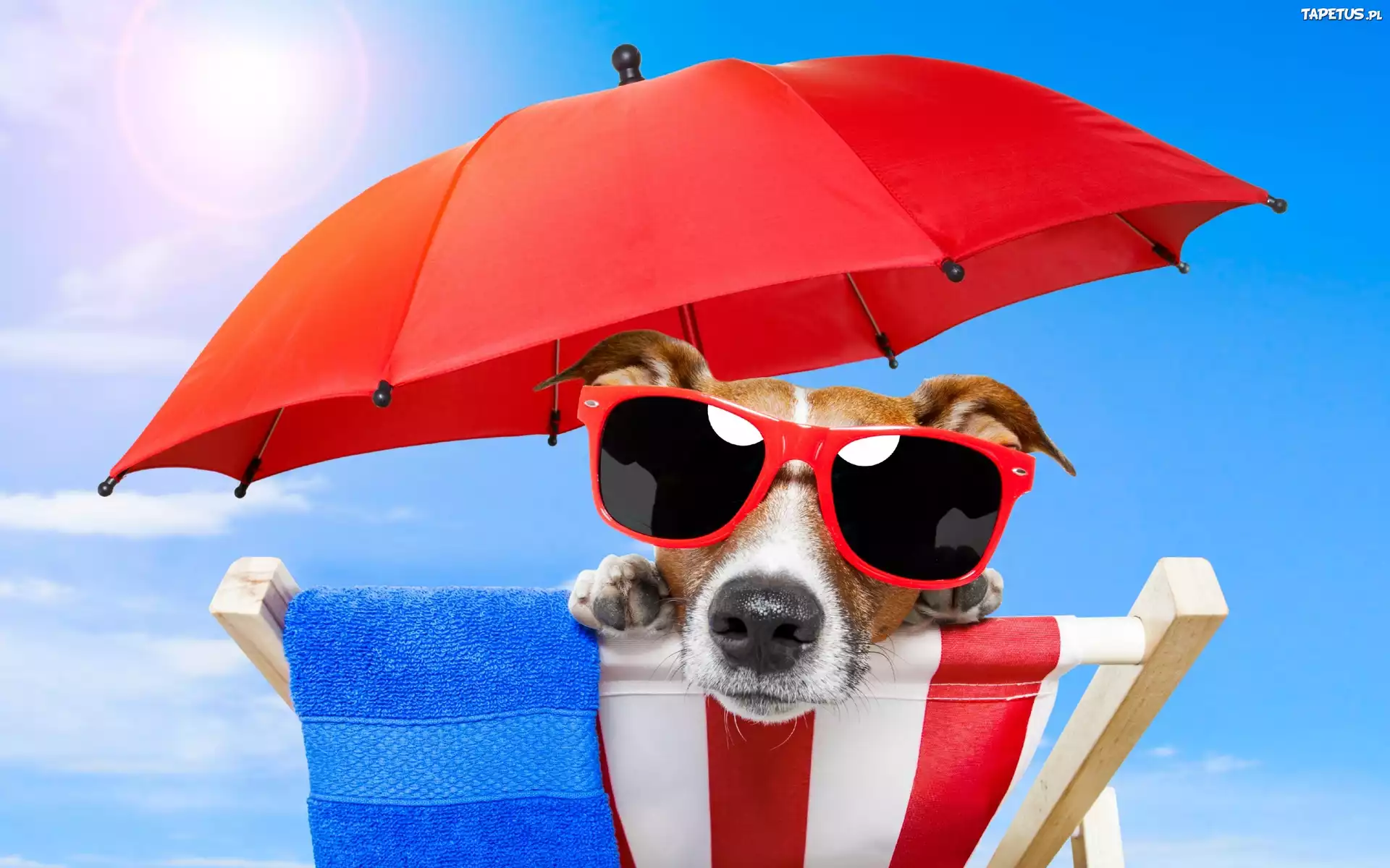 Pies, Plaża, Parasol, Okulary