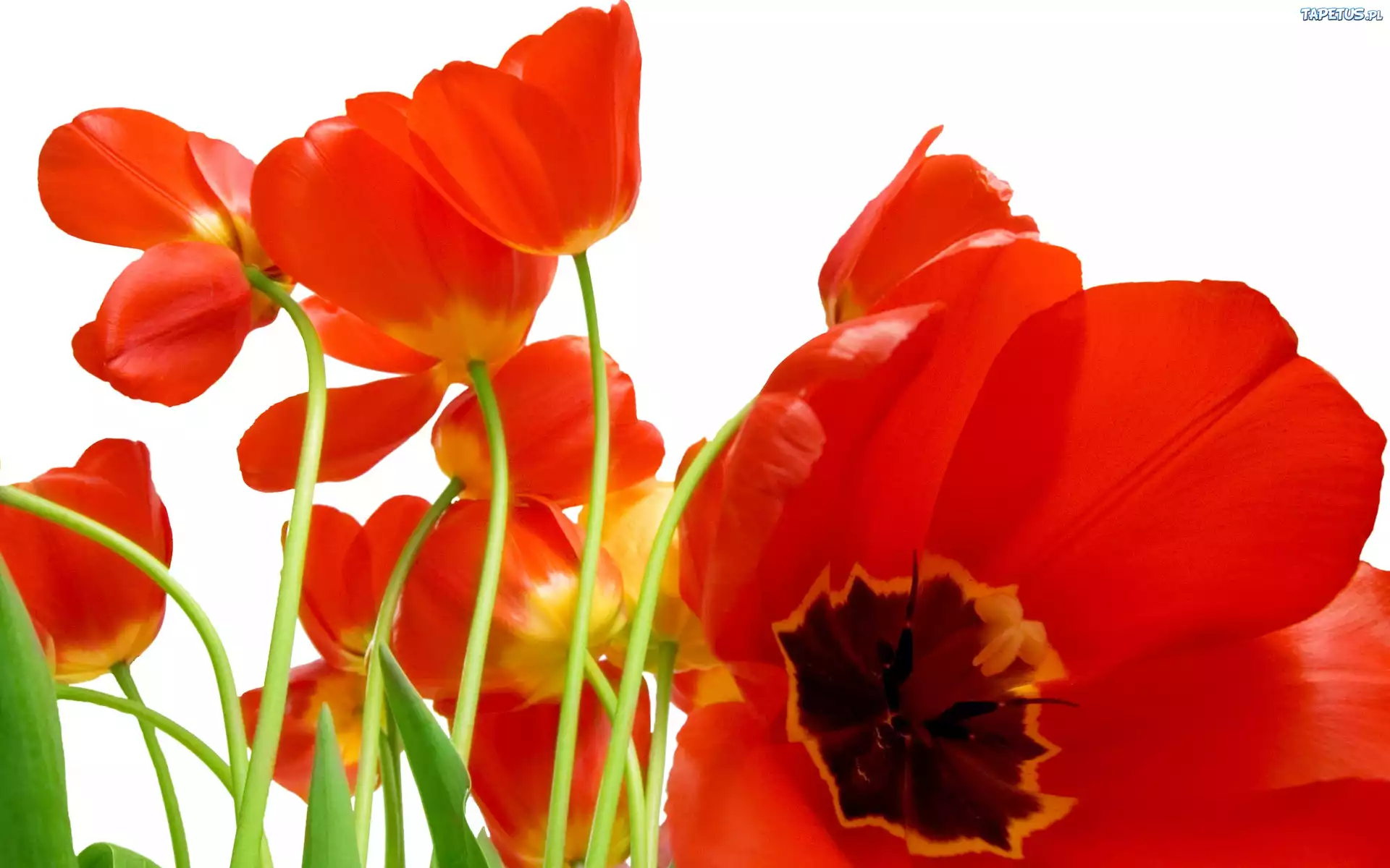 Czerwone, Tulipany
