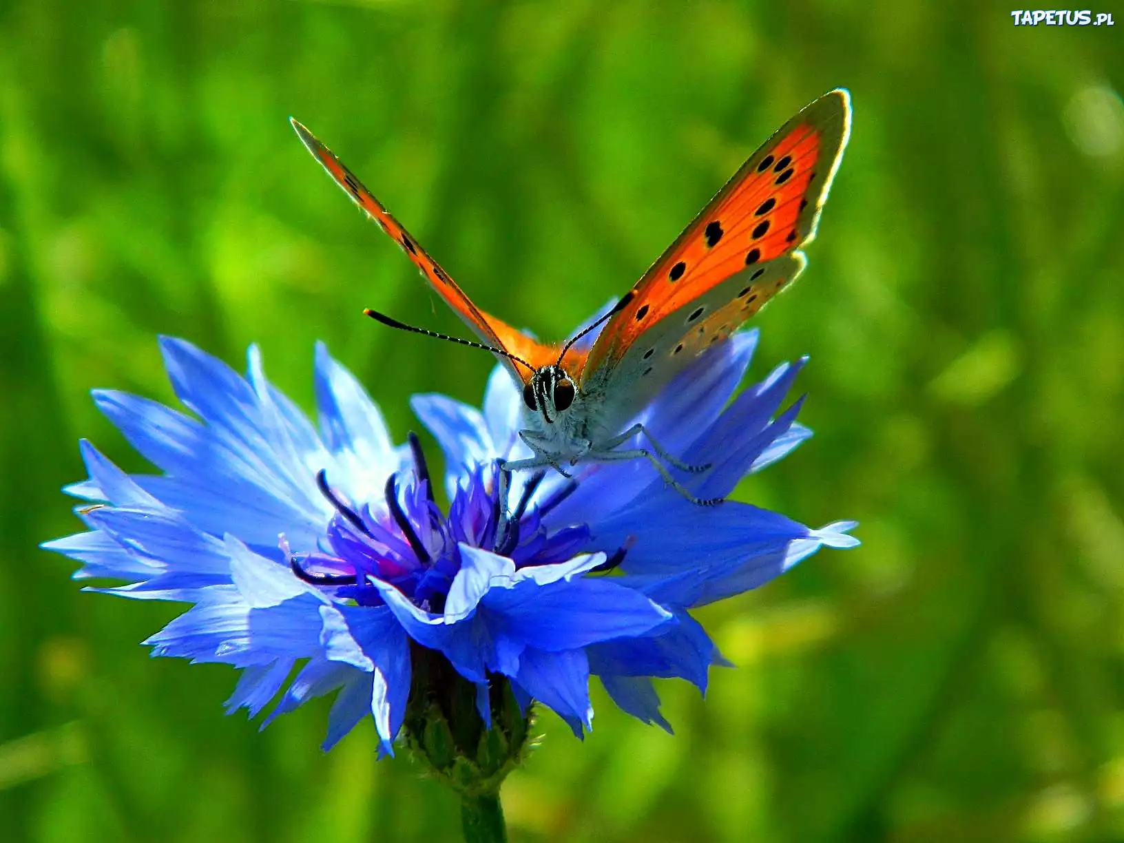Motyl, Chaber