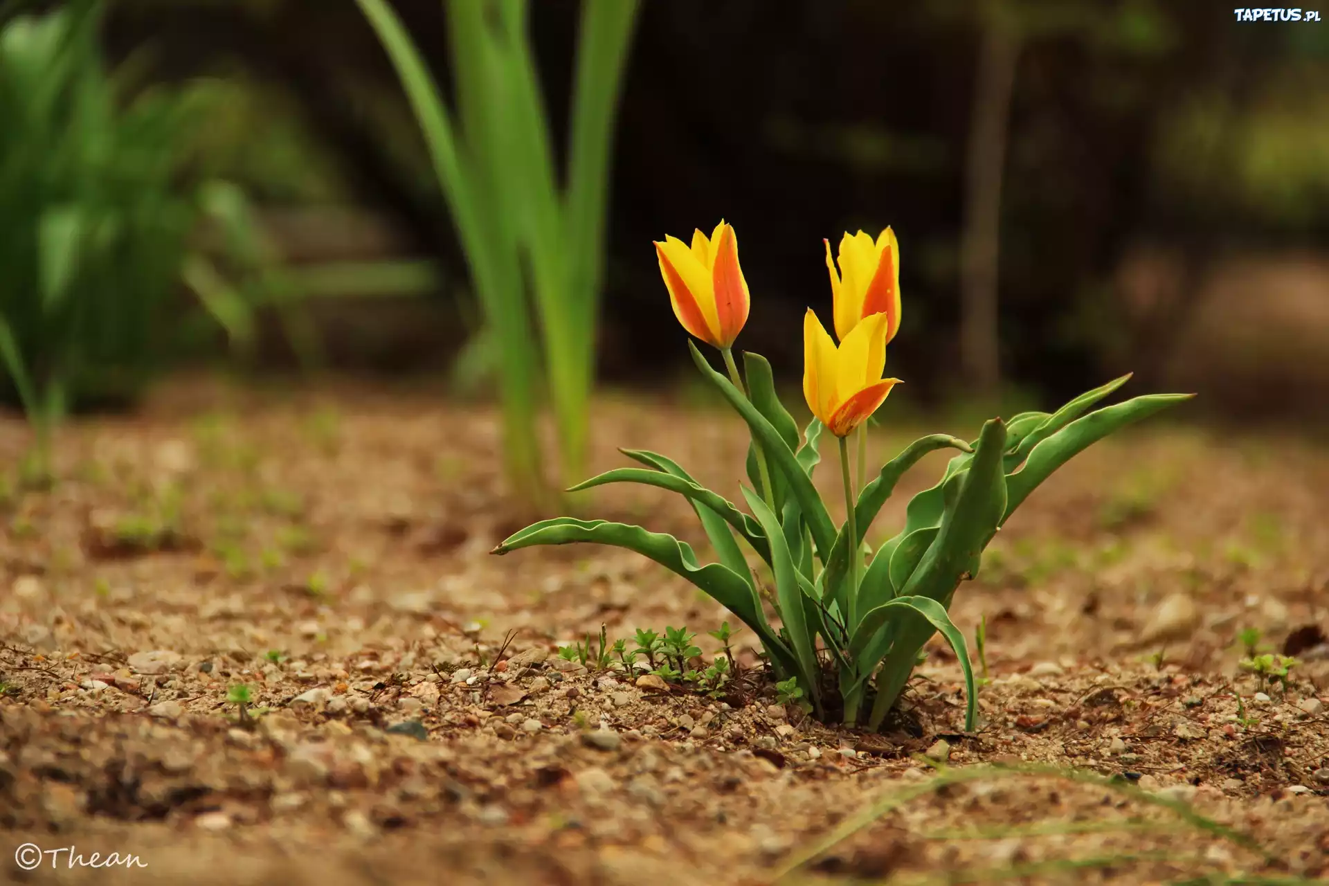 Trzy, Tulipany, Zółte, Pomarańczowe