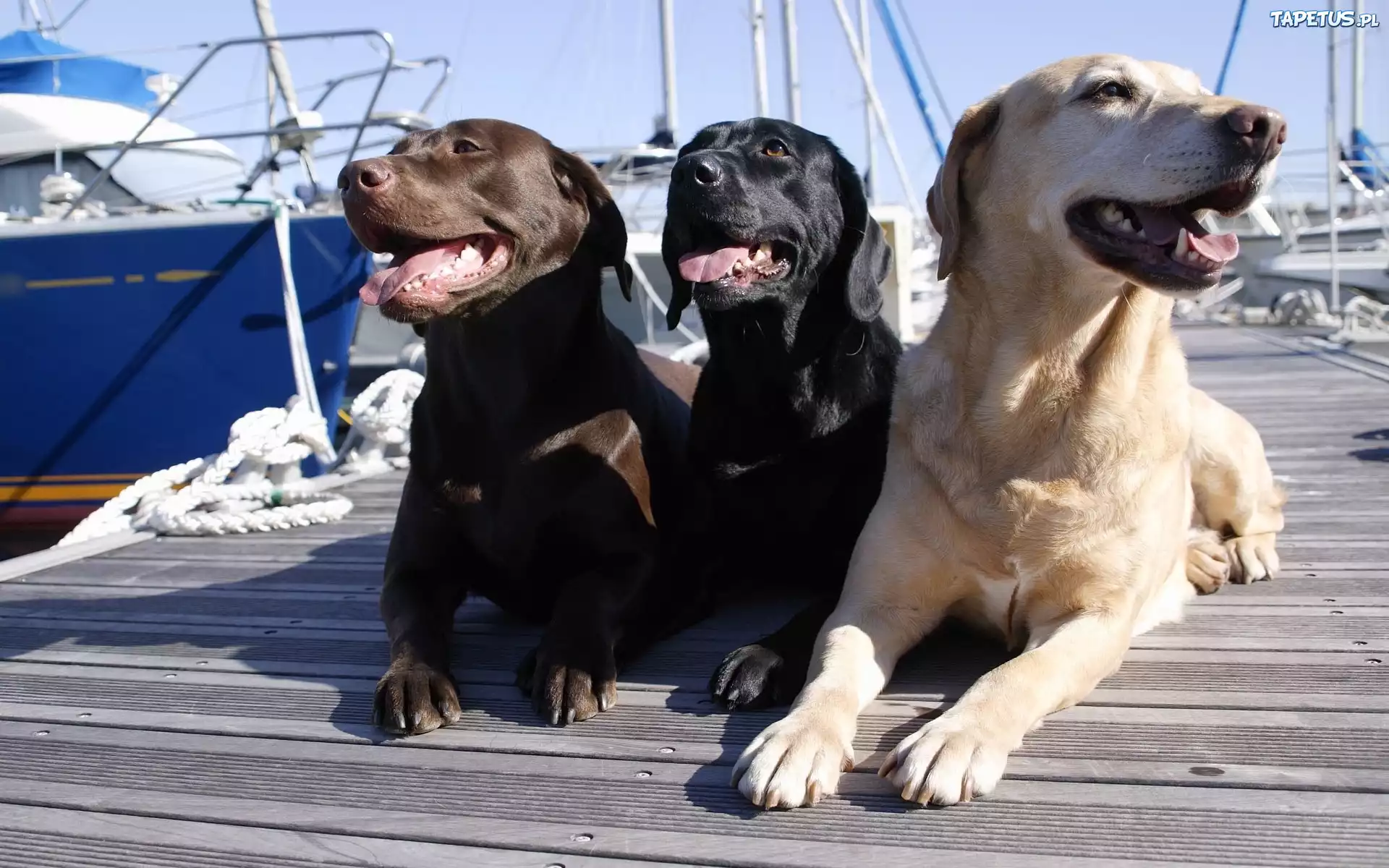 Trzy, Pieski, Port