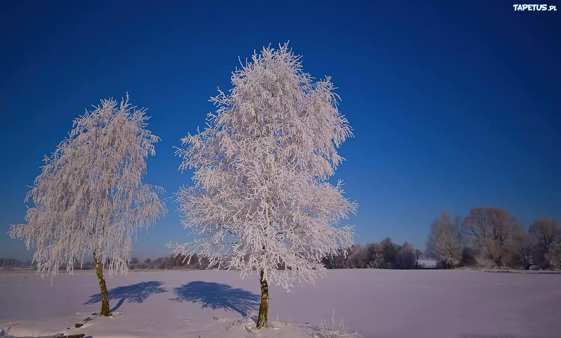 Drzewa, Szadź, Śnieg