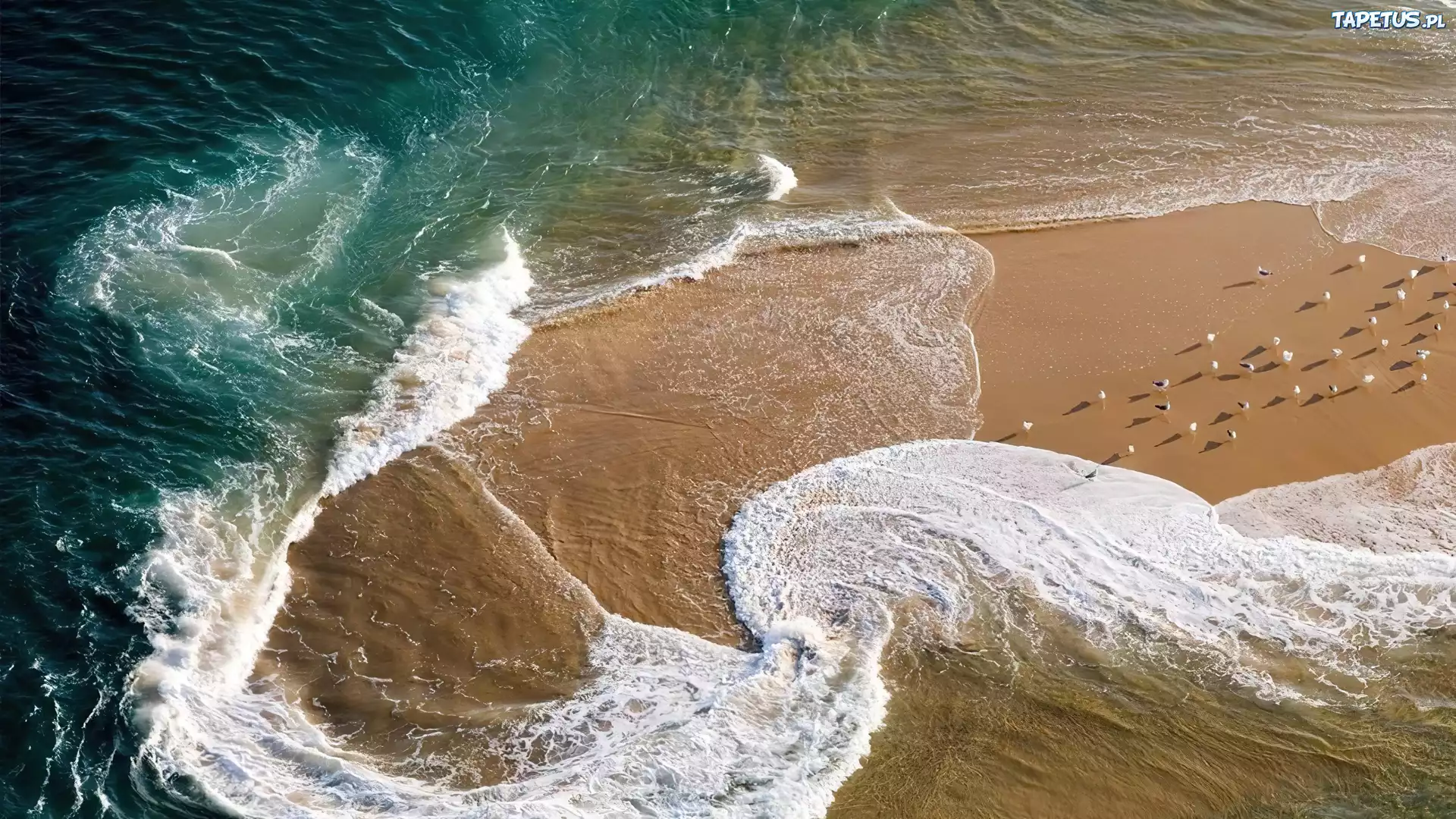 Morze, Ptaki, Plaża, Francja