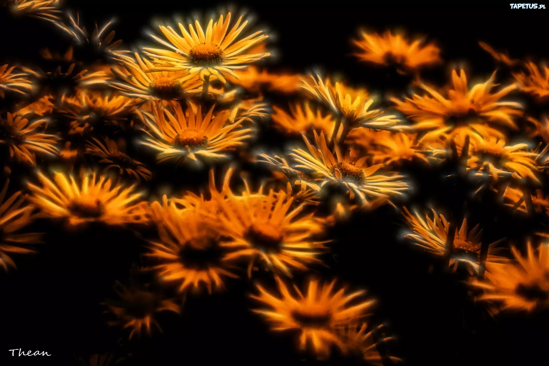 Kwiaty, Fractalius