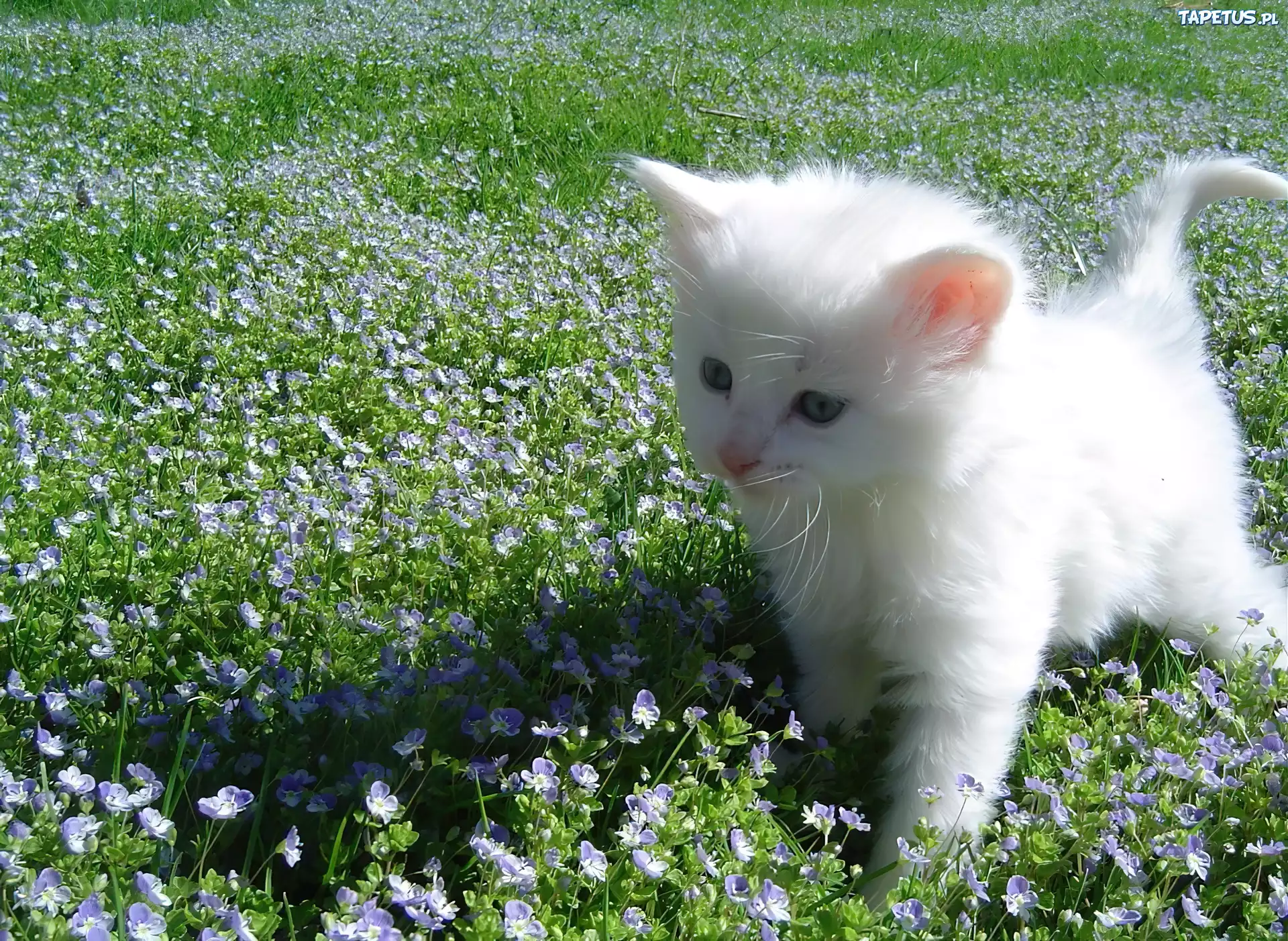 Mały, Biały, Kot turecka angora