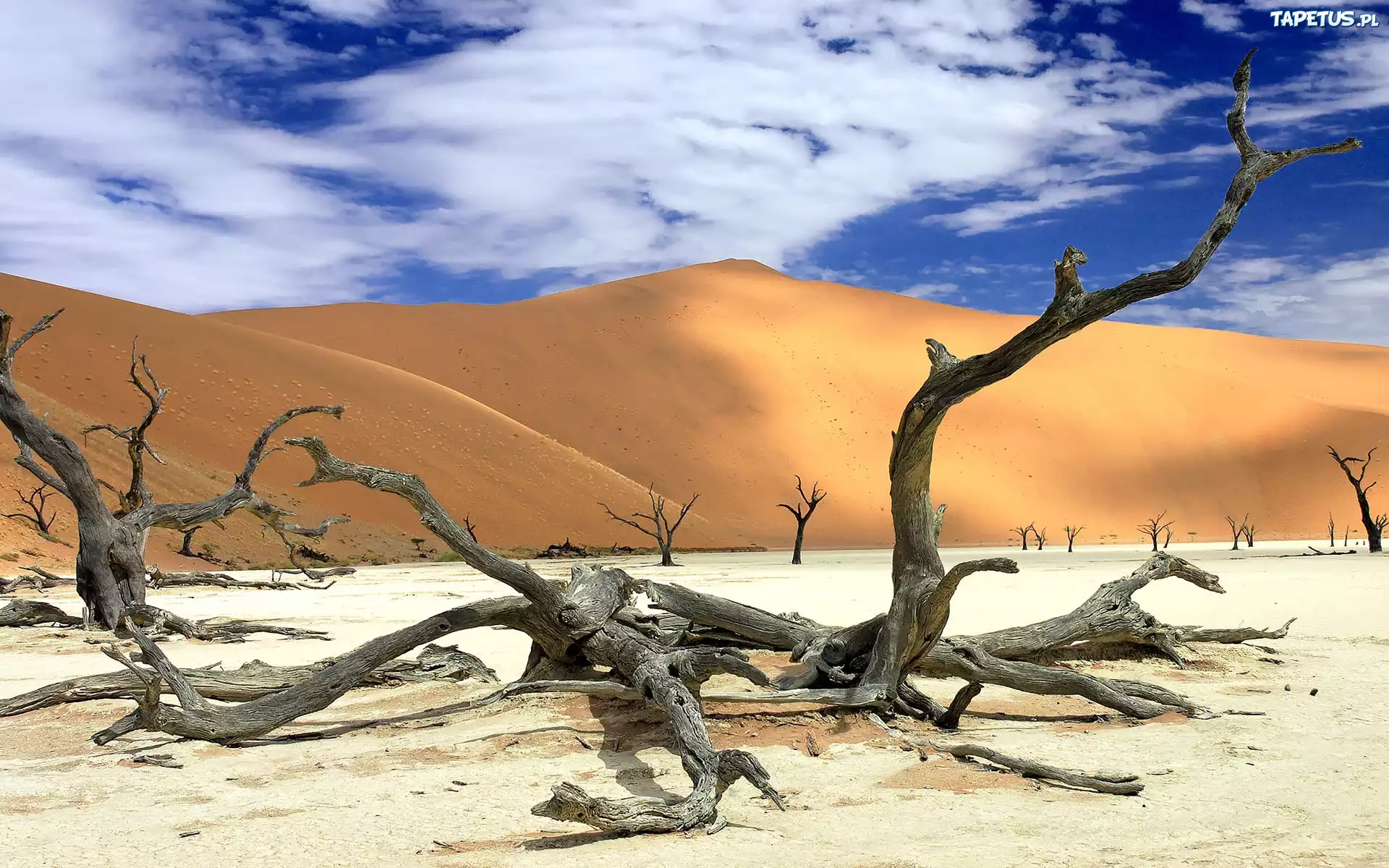 Pustynia, Wydmy, Suche, Konary, Namibia