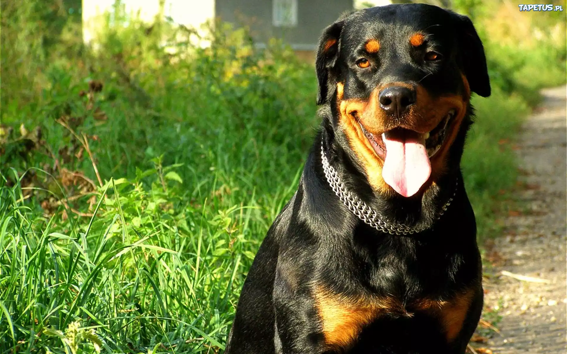 Rottweiler, Język, Obroża, Trawa
