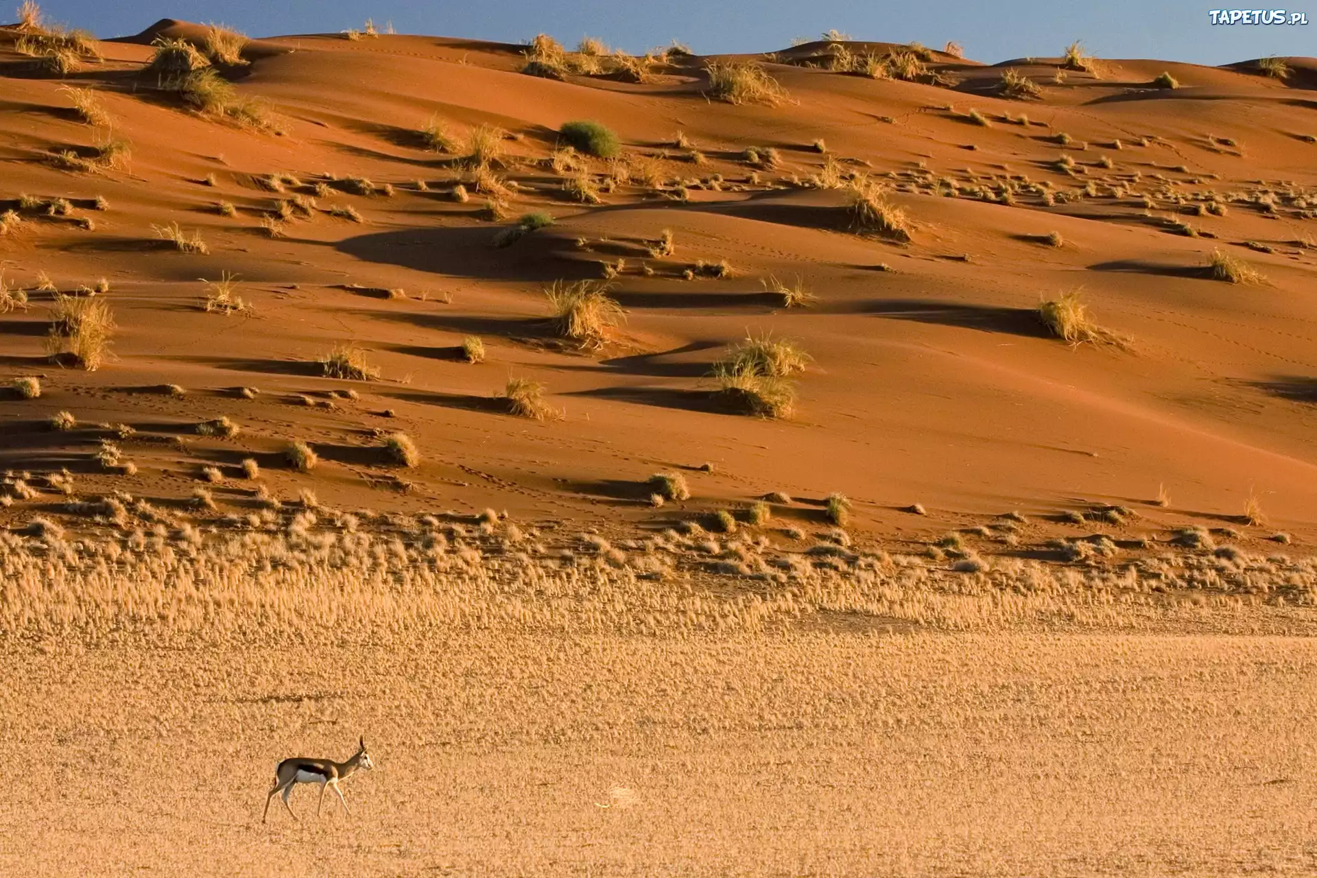 Pustynia, Antylopa, Kępy, Suchej, Trawy, Namibia