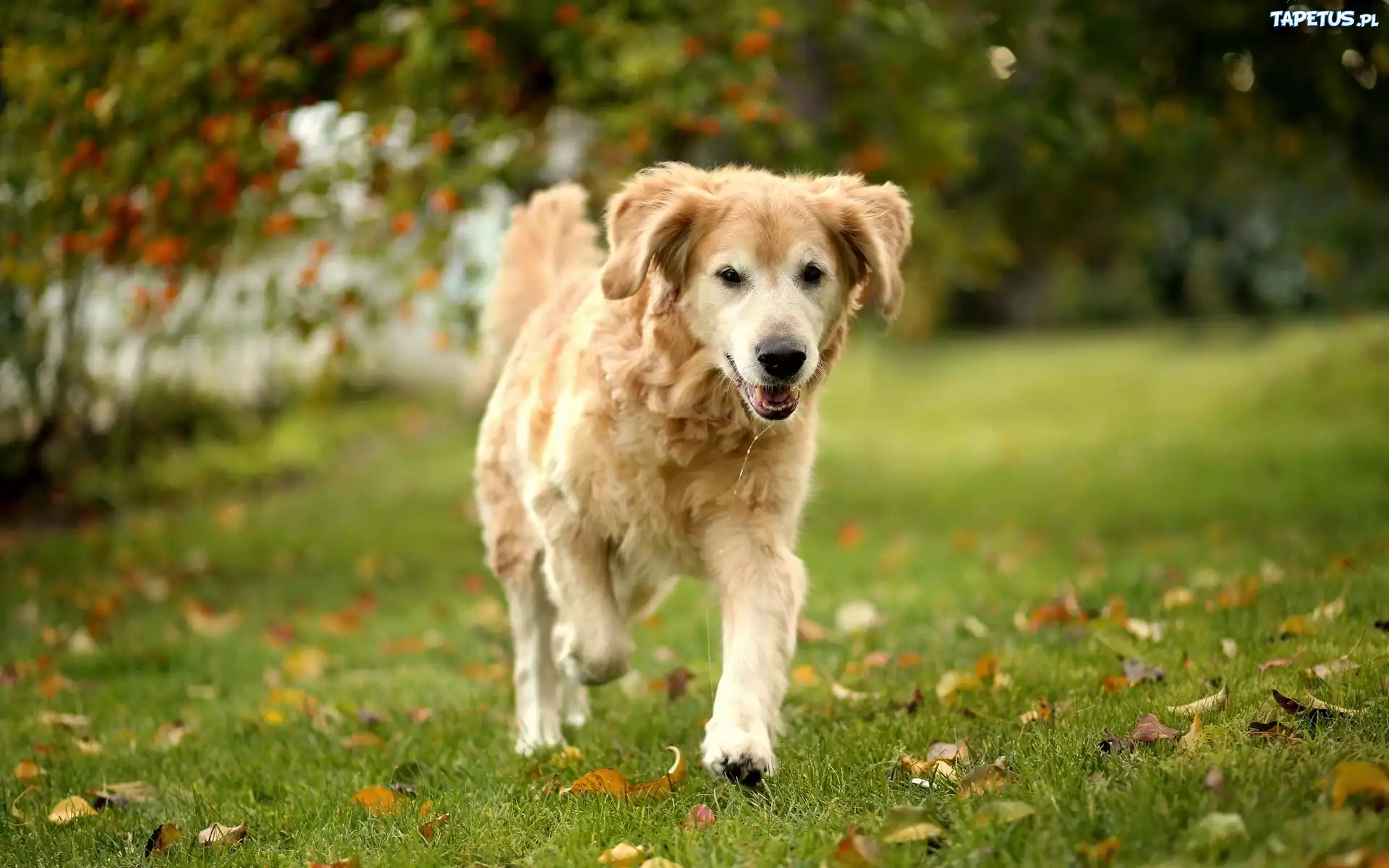 Golden Retriever