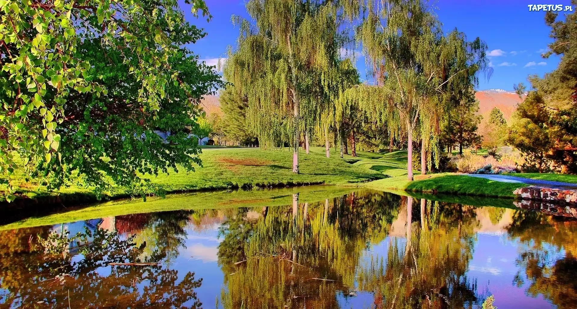 Drzewa, Jezioro, Odbicie