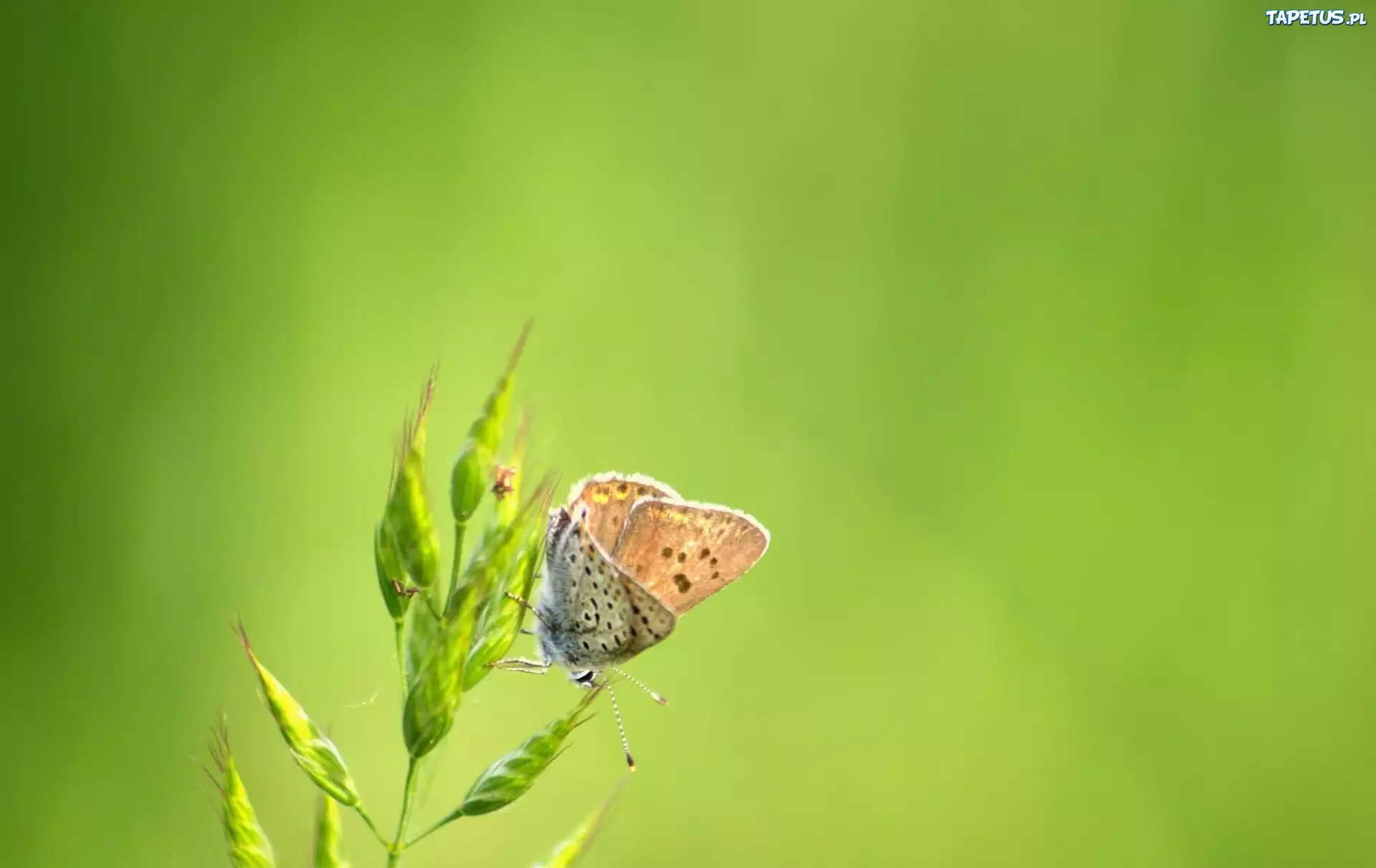 Motyl, Roślina