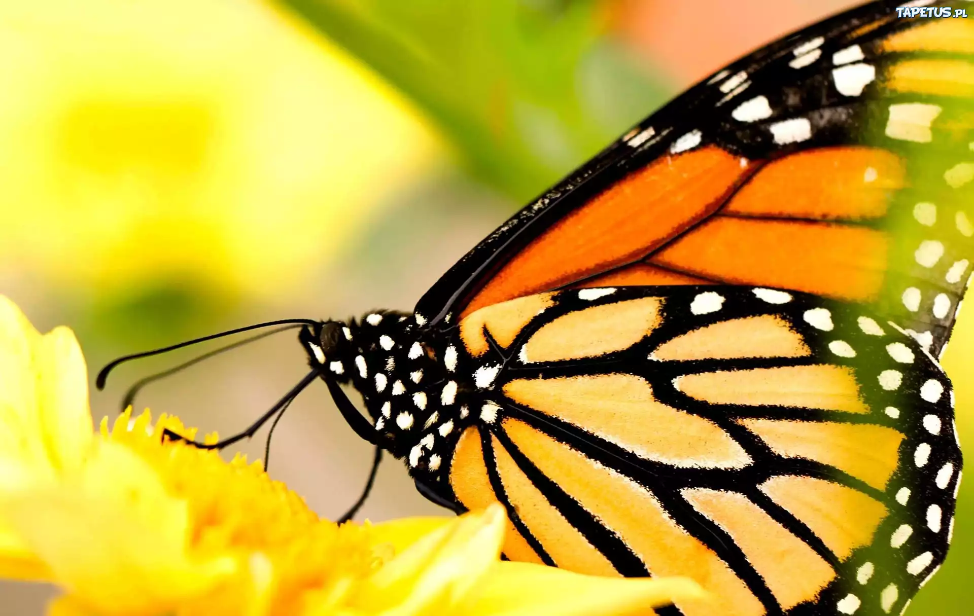 Motyl, Żółty, Kwiat