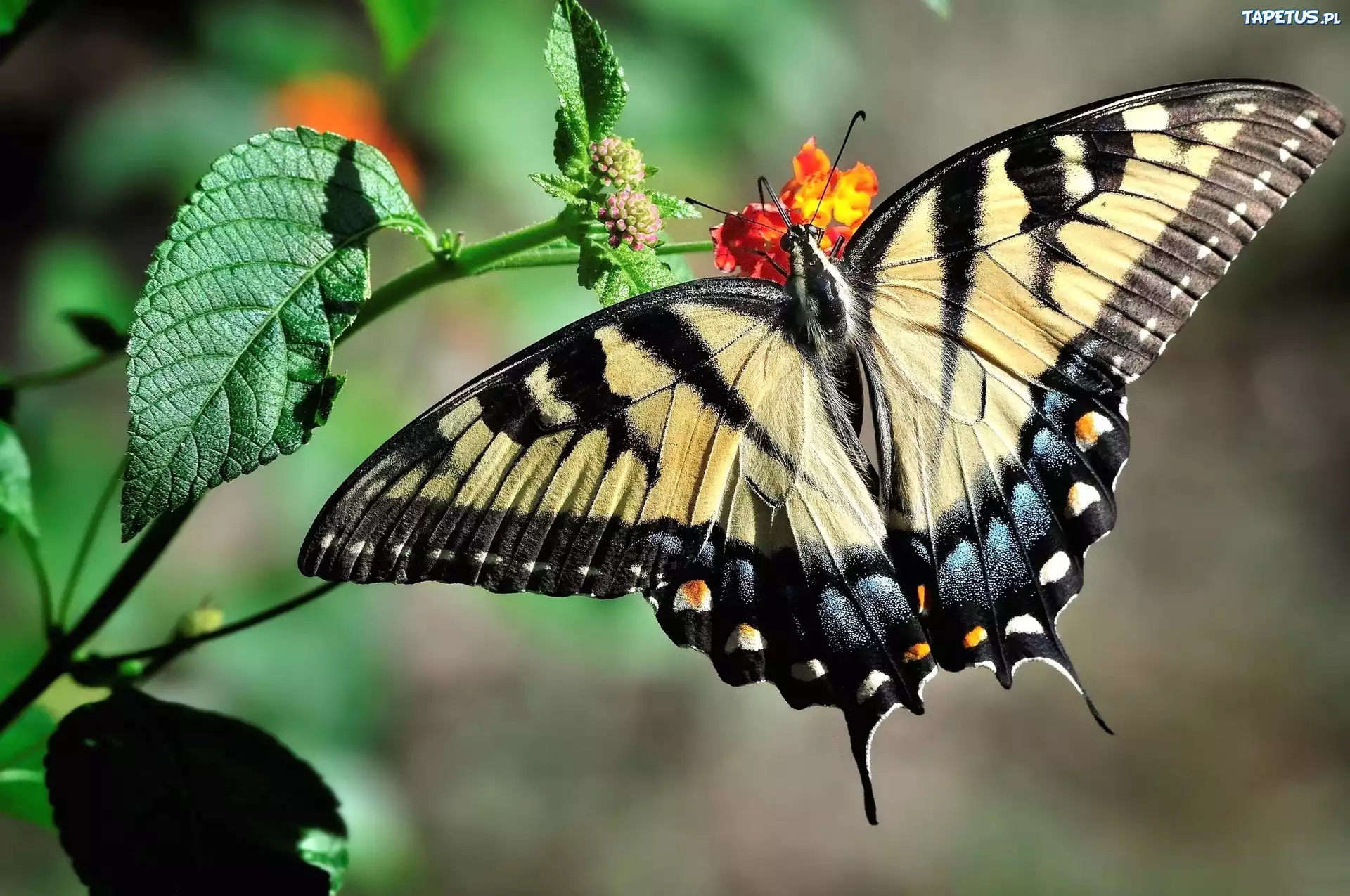 Motyl, Kwiat