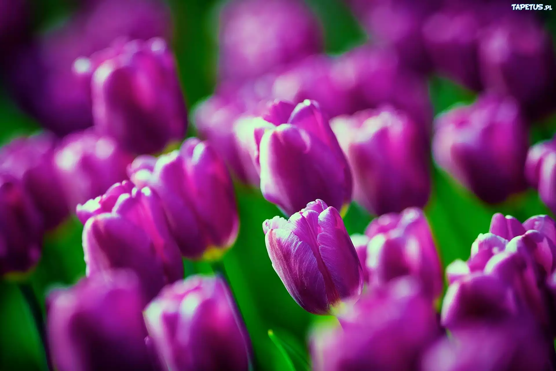 Fioletowe, Tulipany