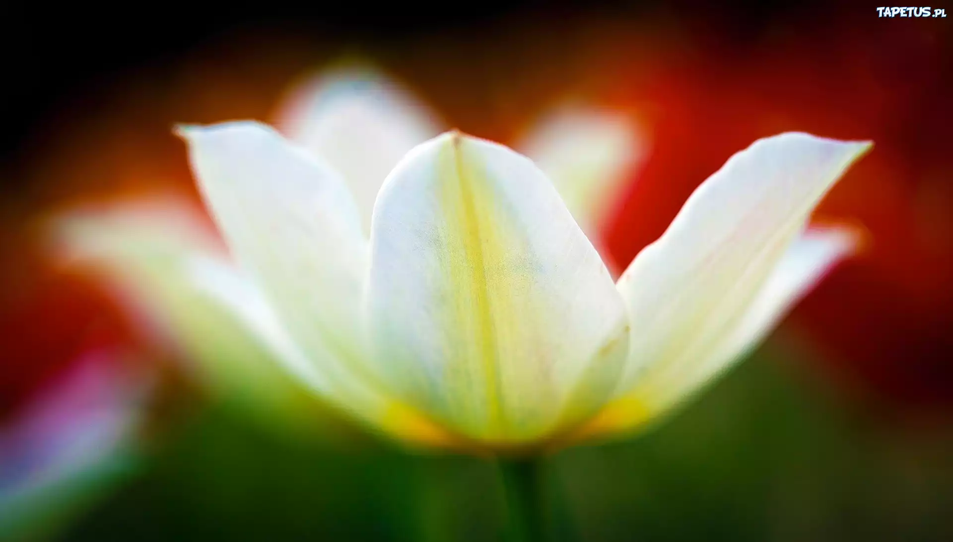 Biały, Rozkwitnięty, Tulipan