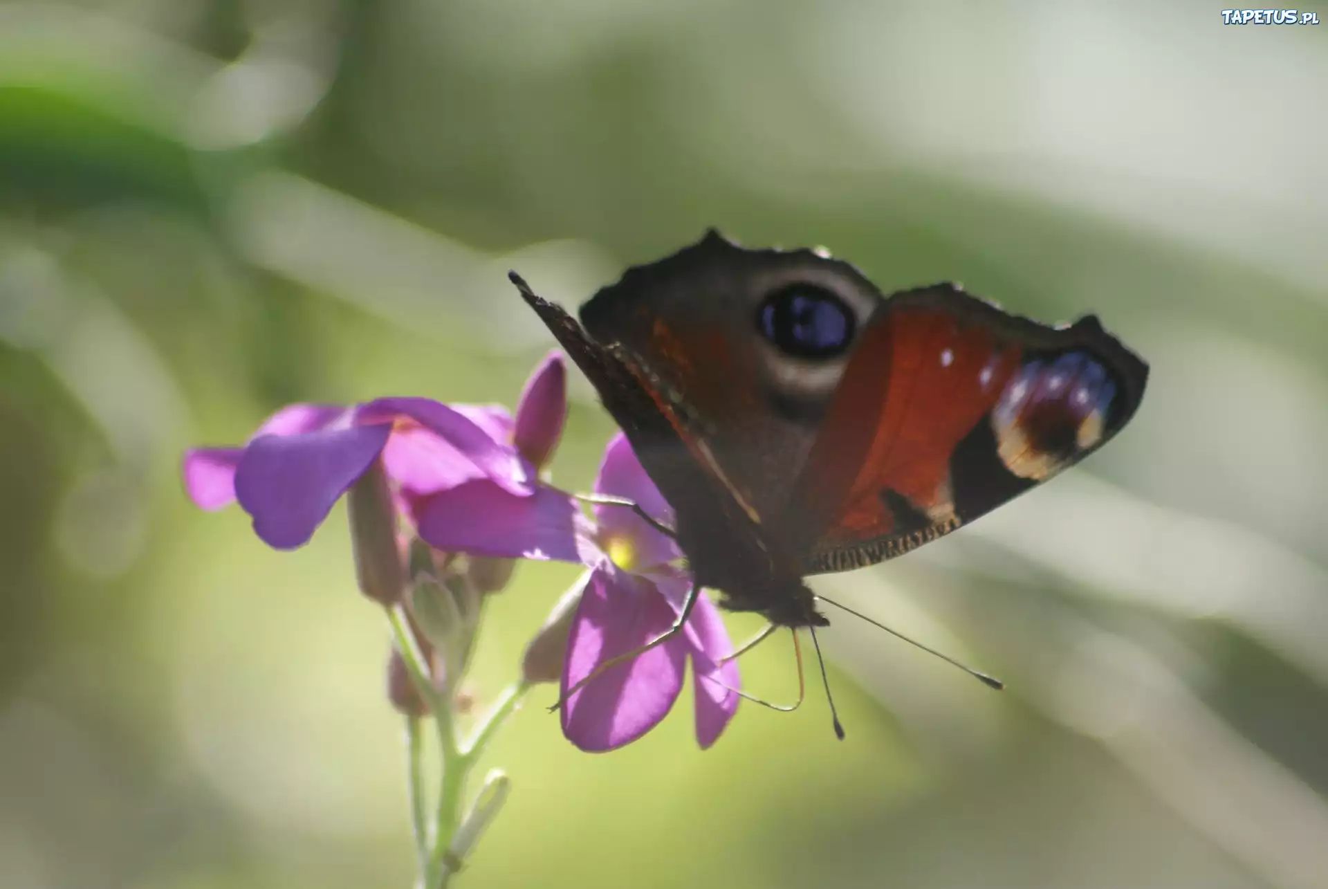 Motyl, Fioletowy, Kwiat