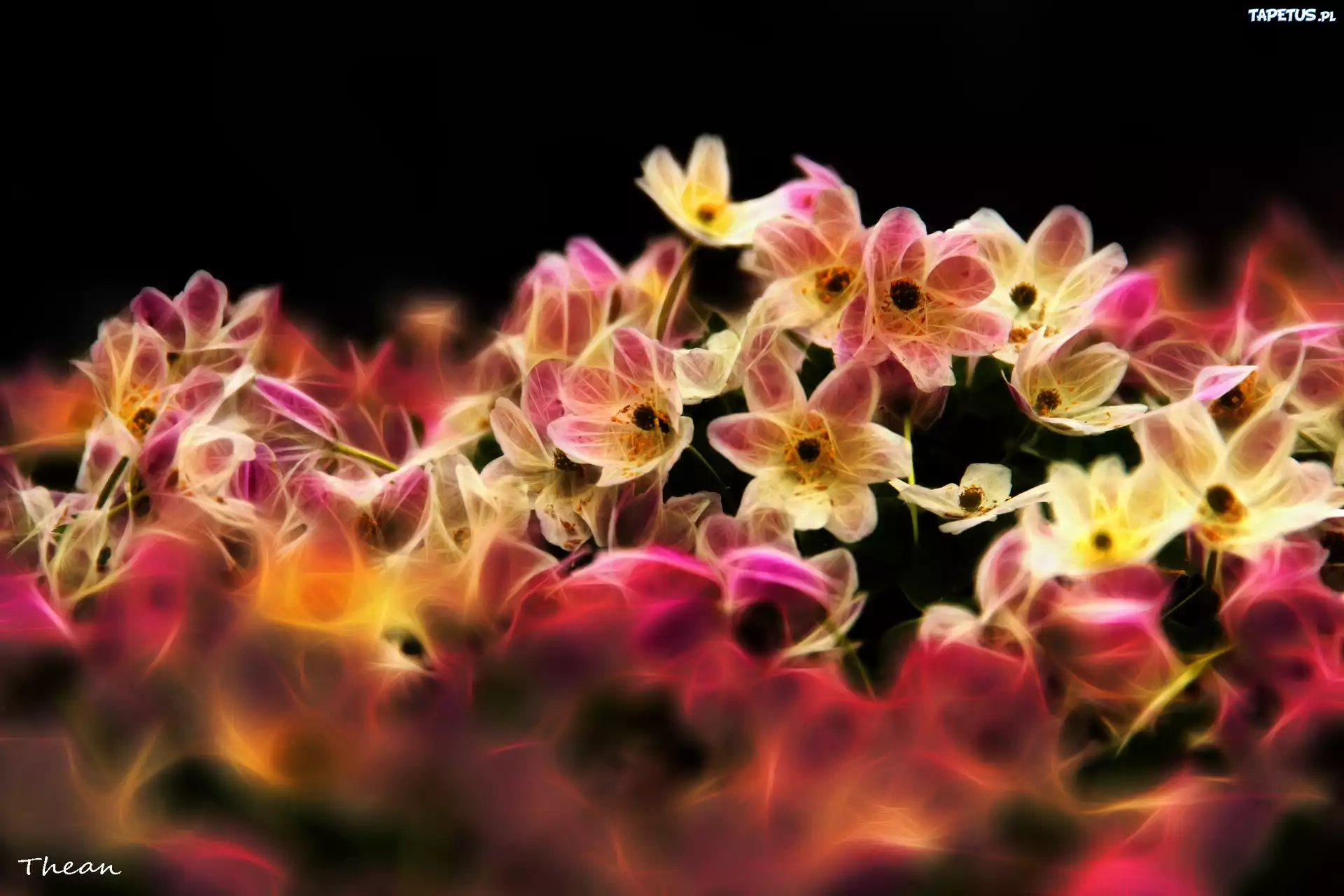 Kwiaty, Fractalius