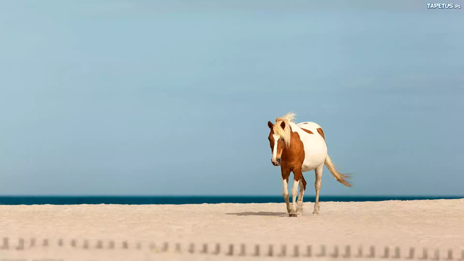 Koń, Plaża