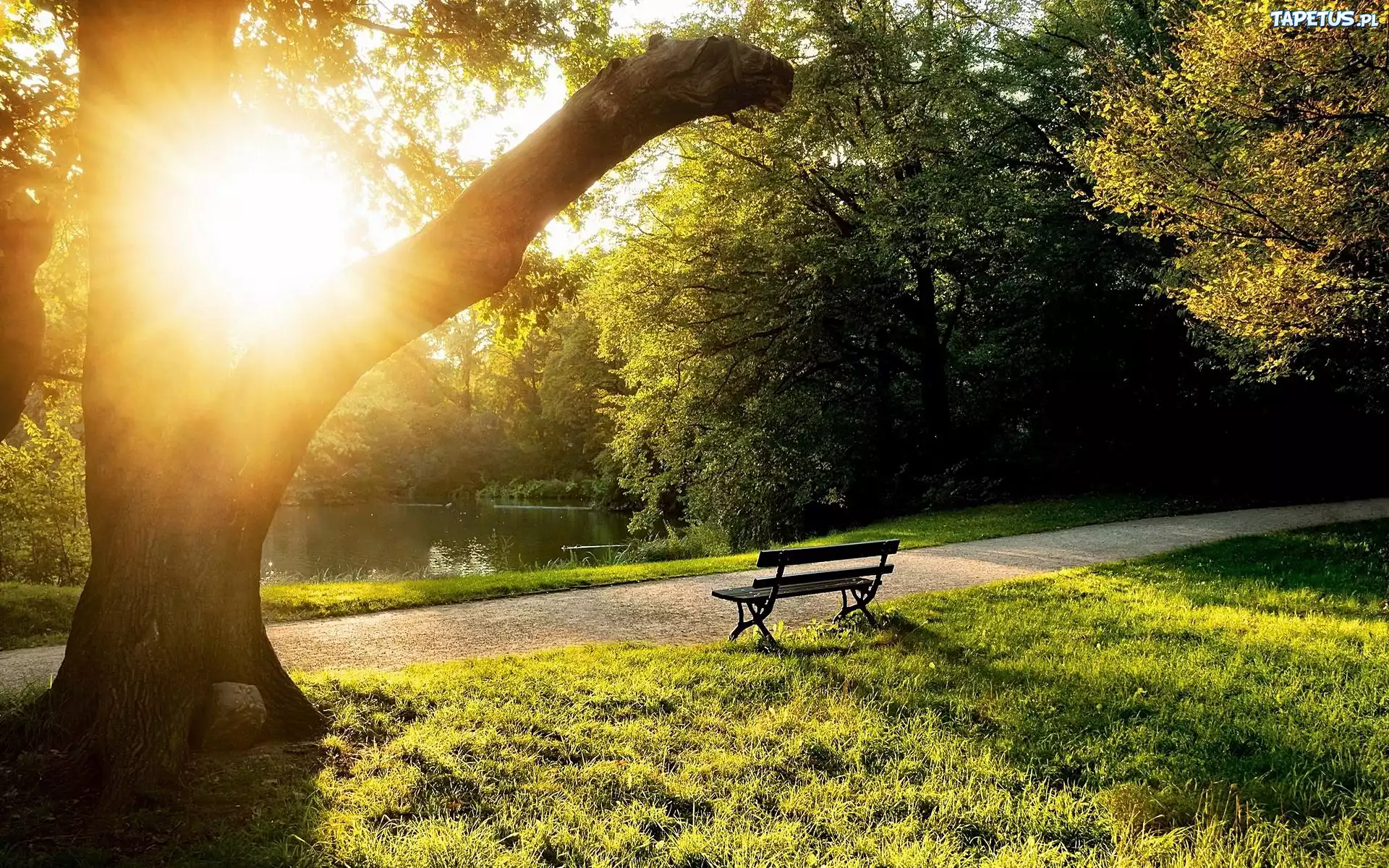Park, Ławka, Przebijające, Słońce