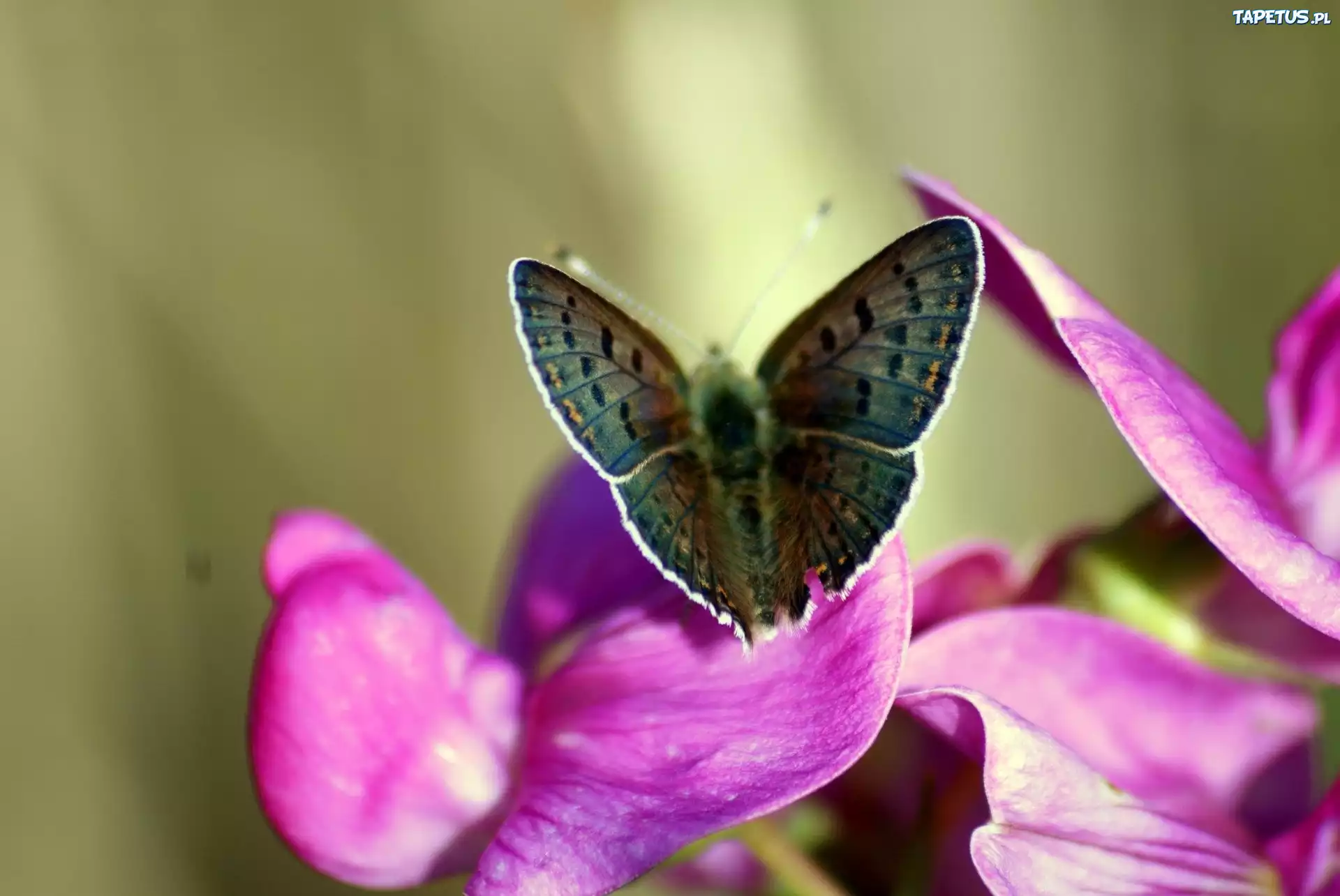 Motyl, Fioletowy, Kwiat