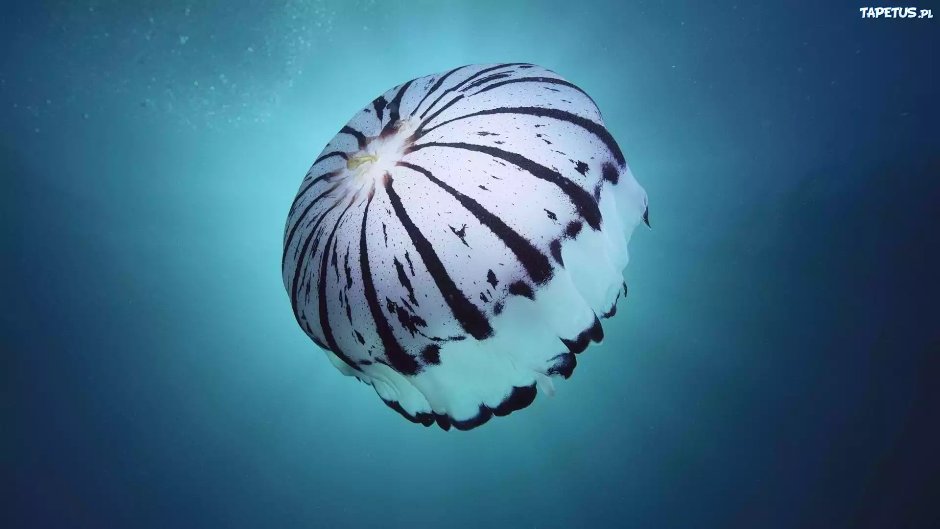 Barwna, Meduza, Ocean