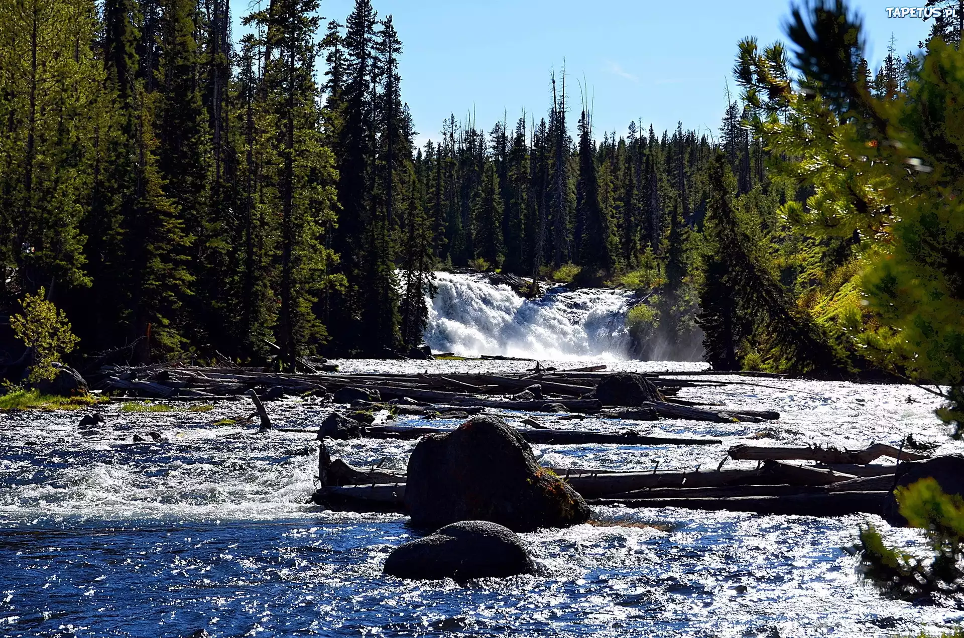 вода ели бревна загрузить