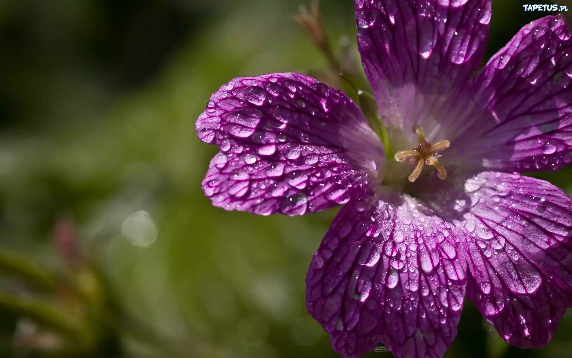 Fioletowa, Petunia, Krople, Deszczu