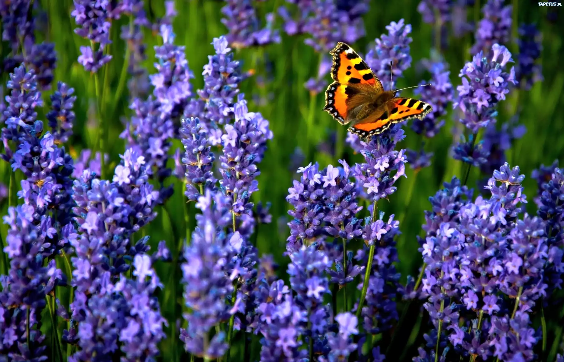 Lawenda, Motyl