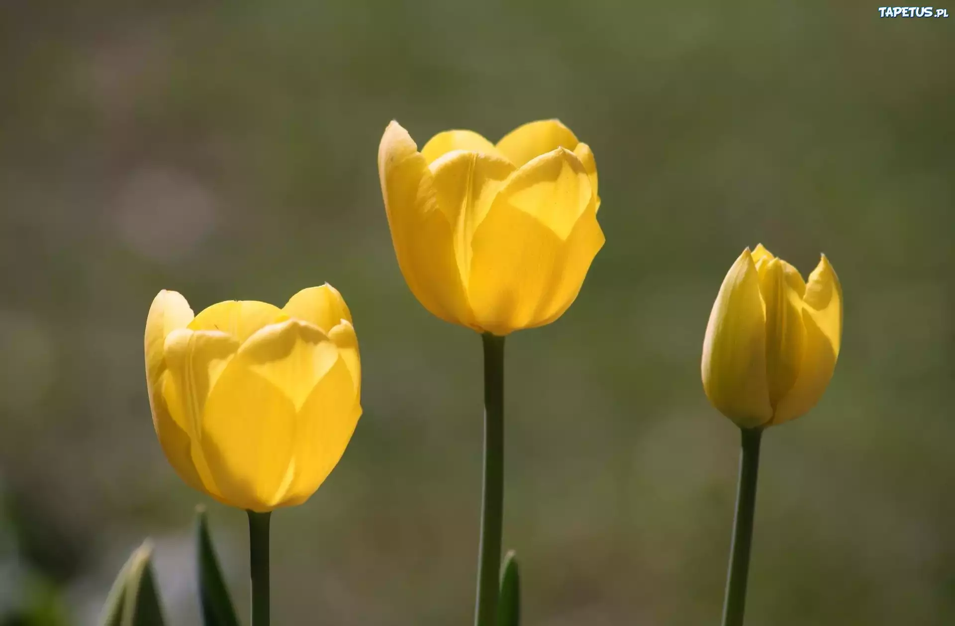 Żółte, Tulipany