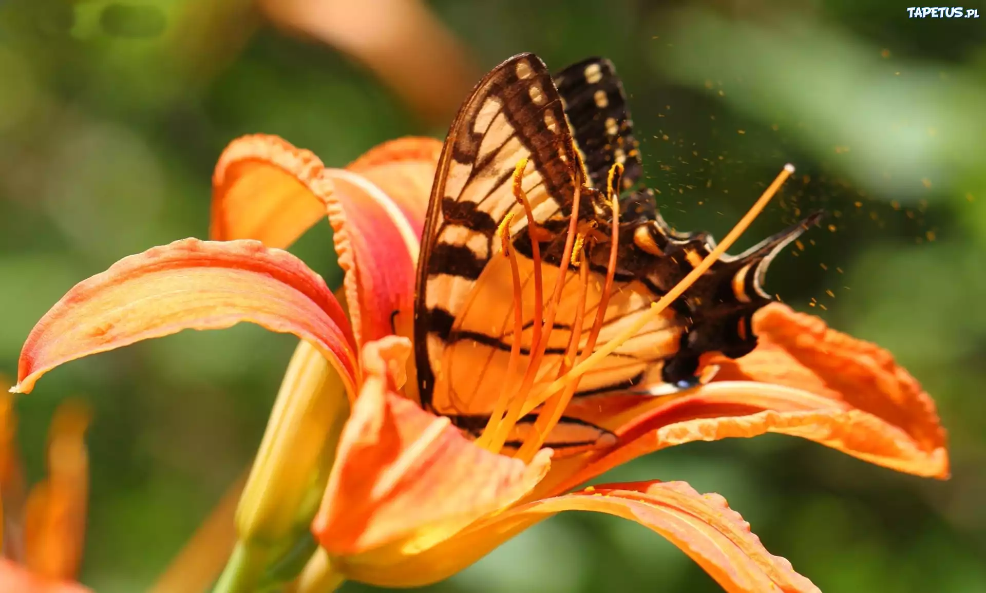 Motyl, Pomarańczowa, Lilia