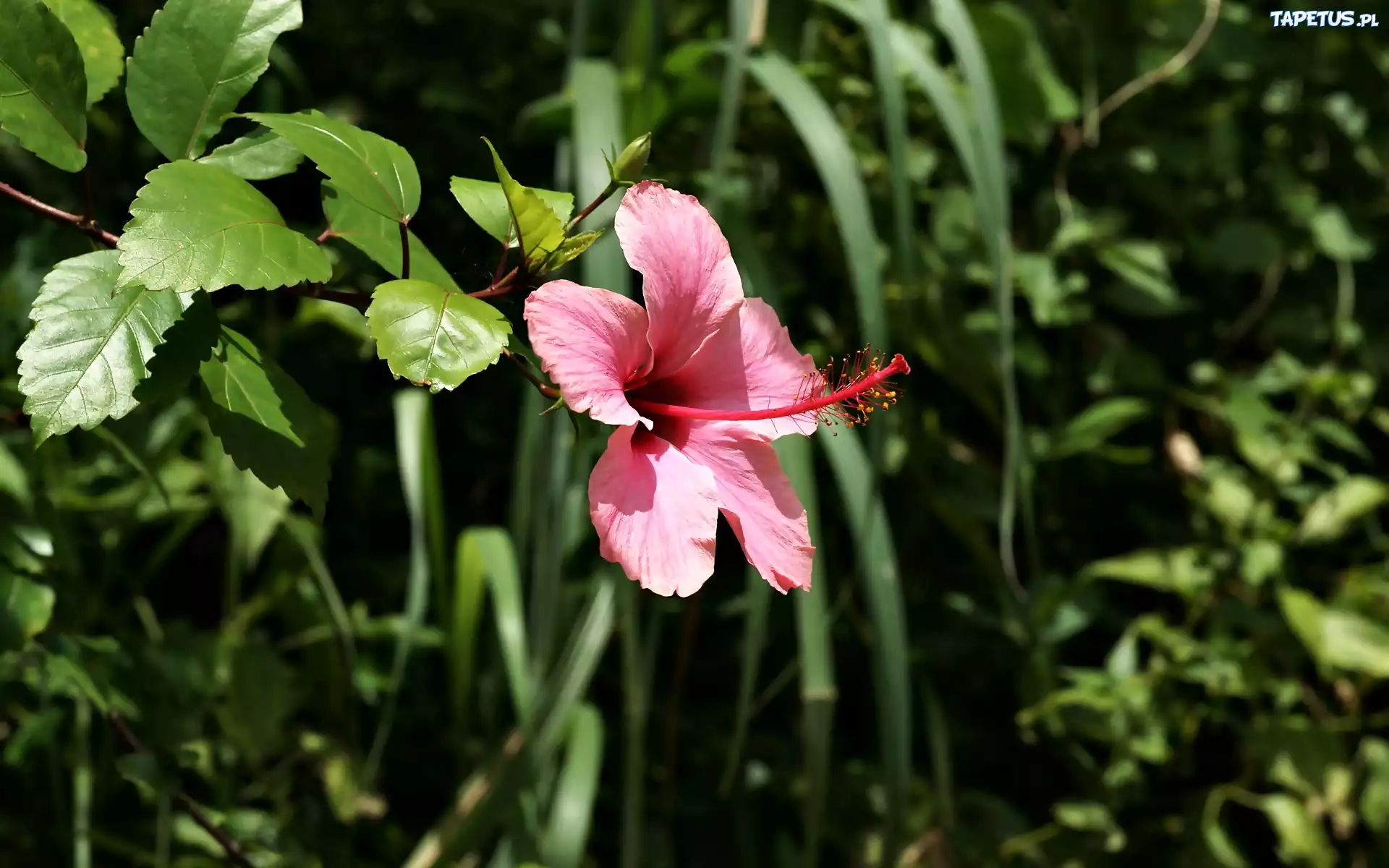 Rośliny, Różowy, Kwiat, Hibiskusa