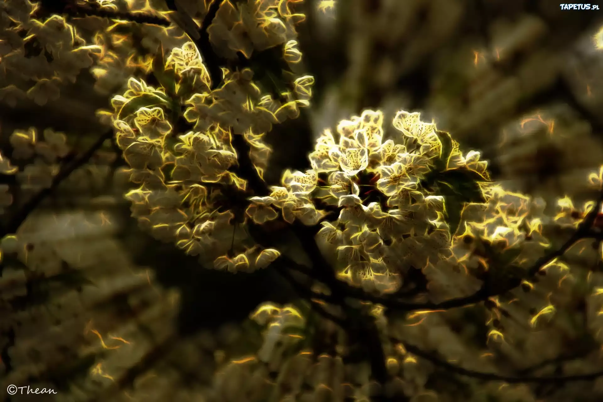 Kwiaty, Drzewo, Owocowe, Fractalius