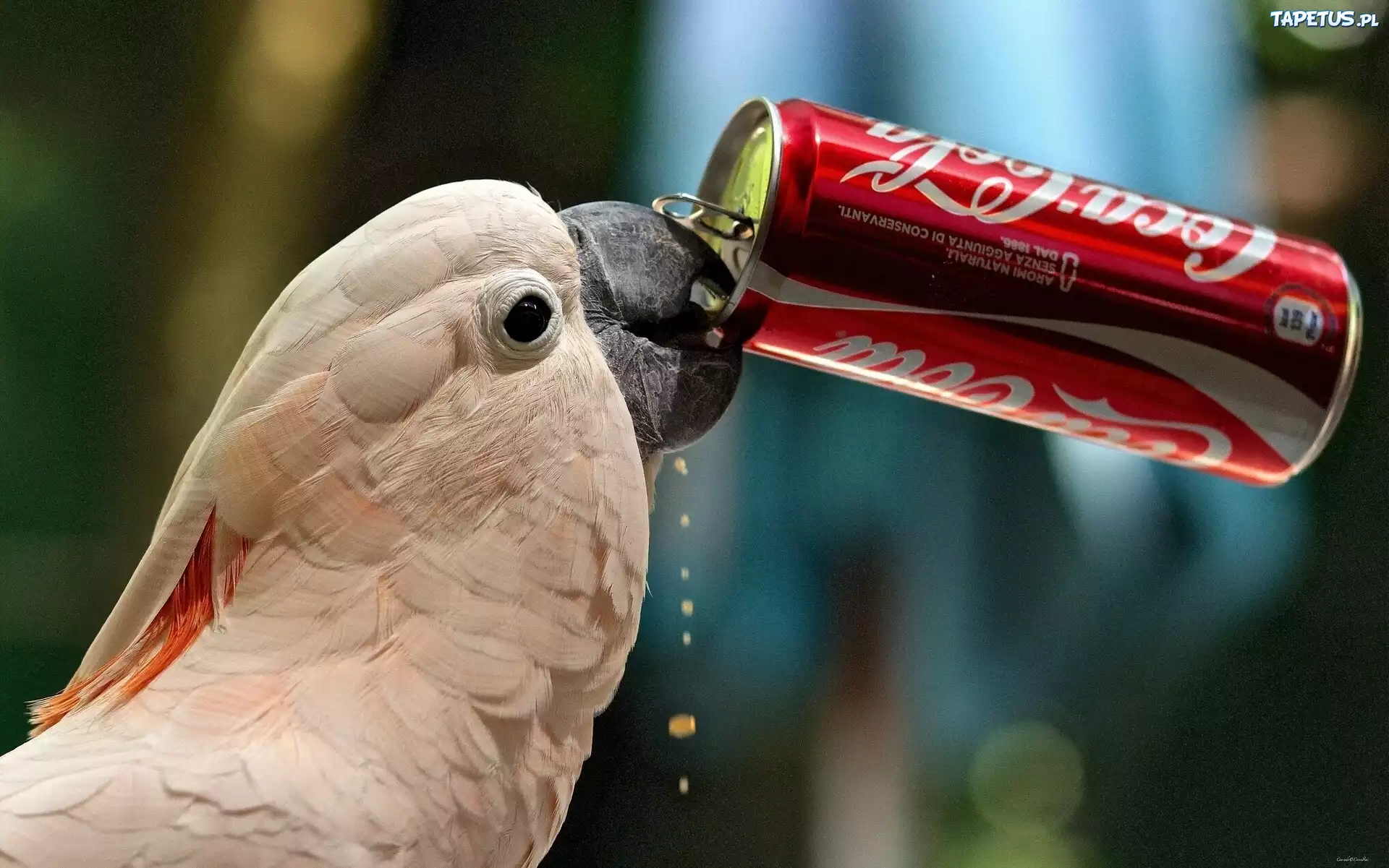Papuga, Kakadu, Puszka, Cola
