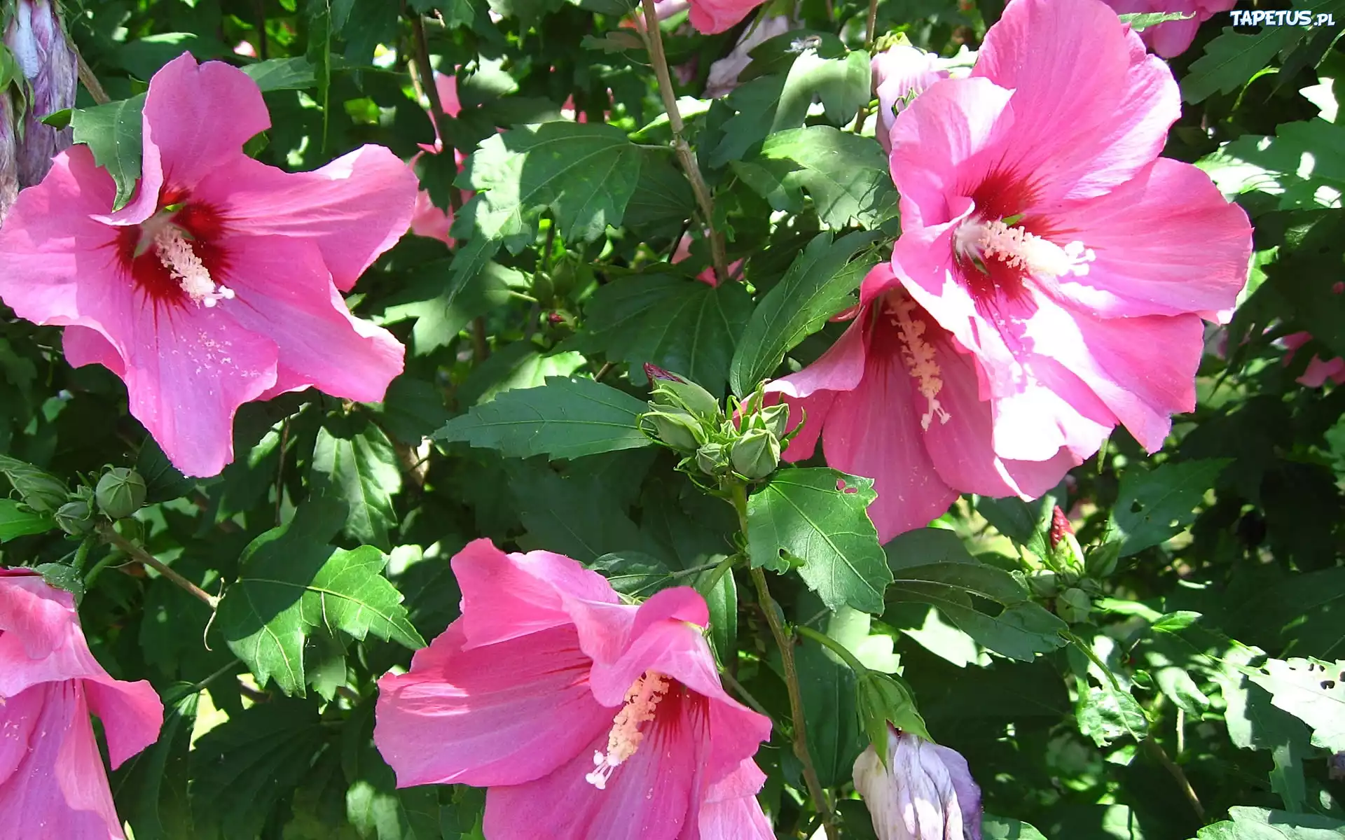 Różowy, Hibiskus