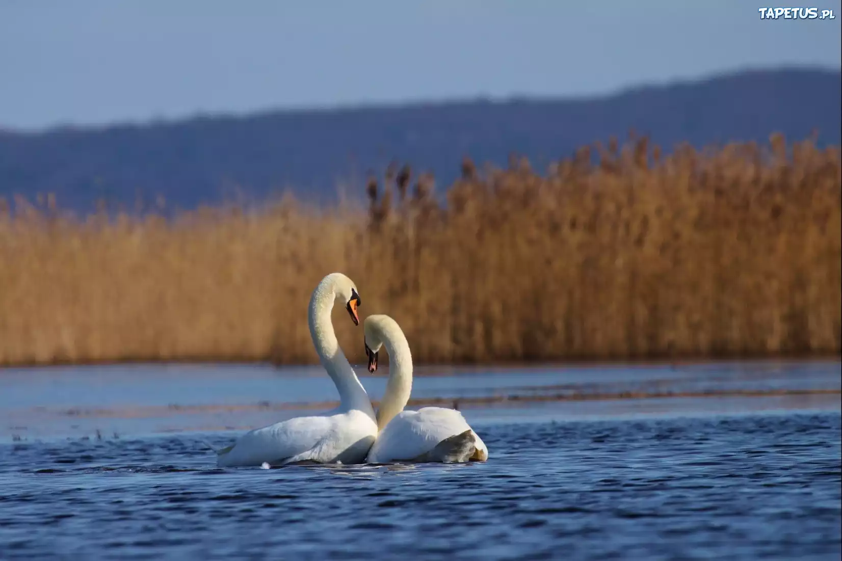 Zakochane, Łabędzie, Jezioro, Trzcina